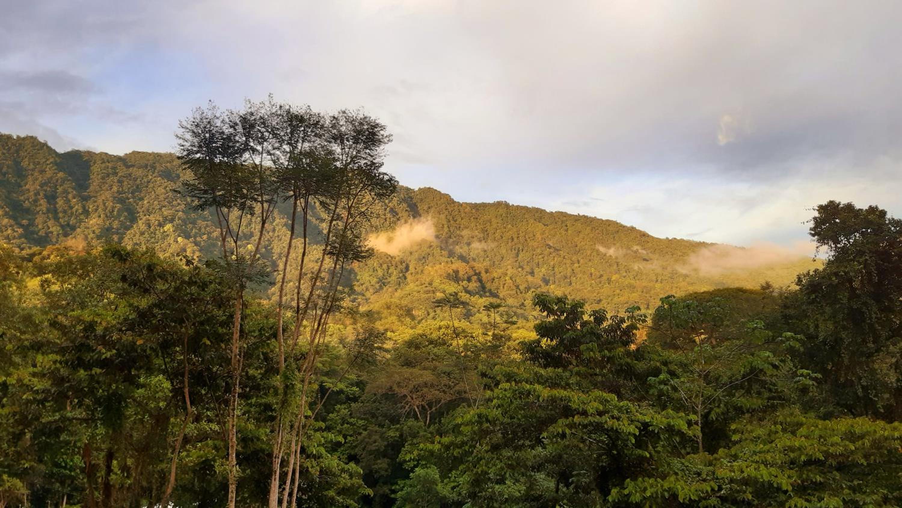 Jungle Passion Lodge