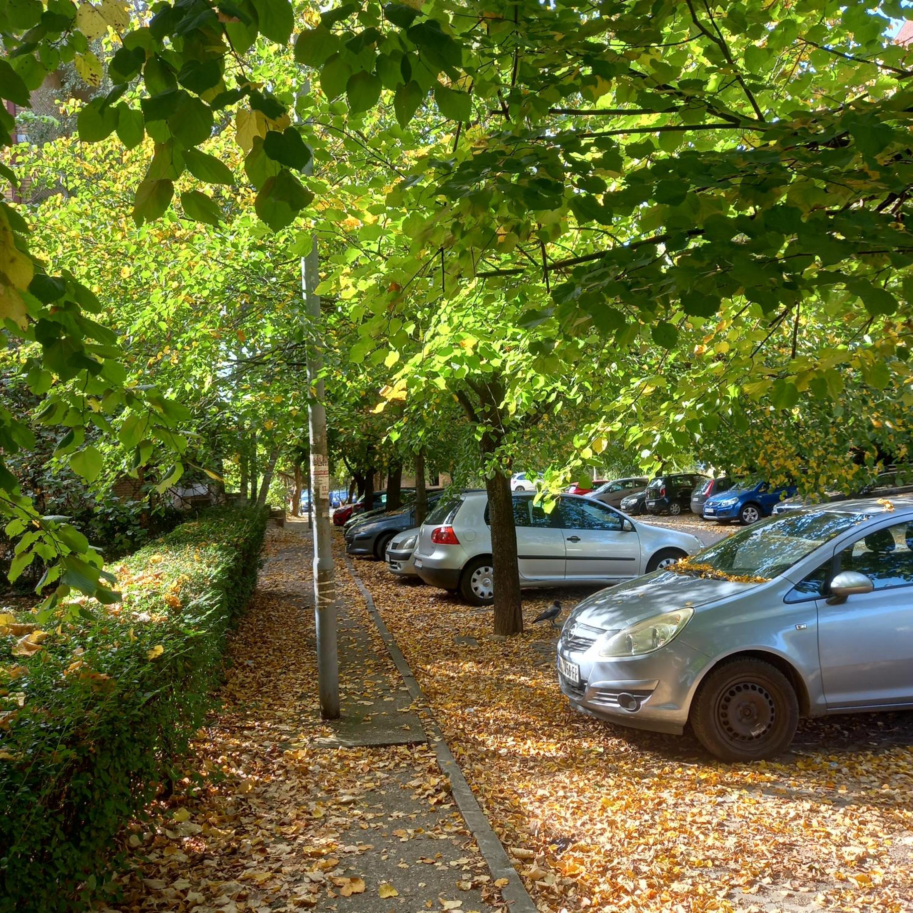 RIVIJERA GREEN