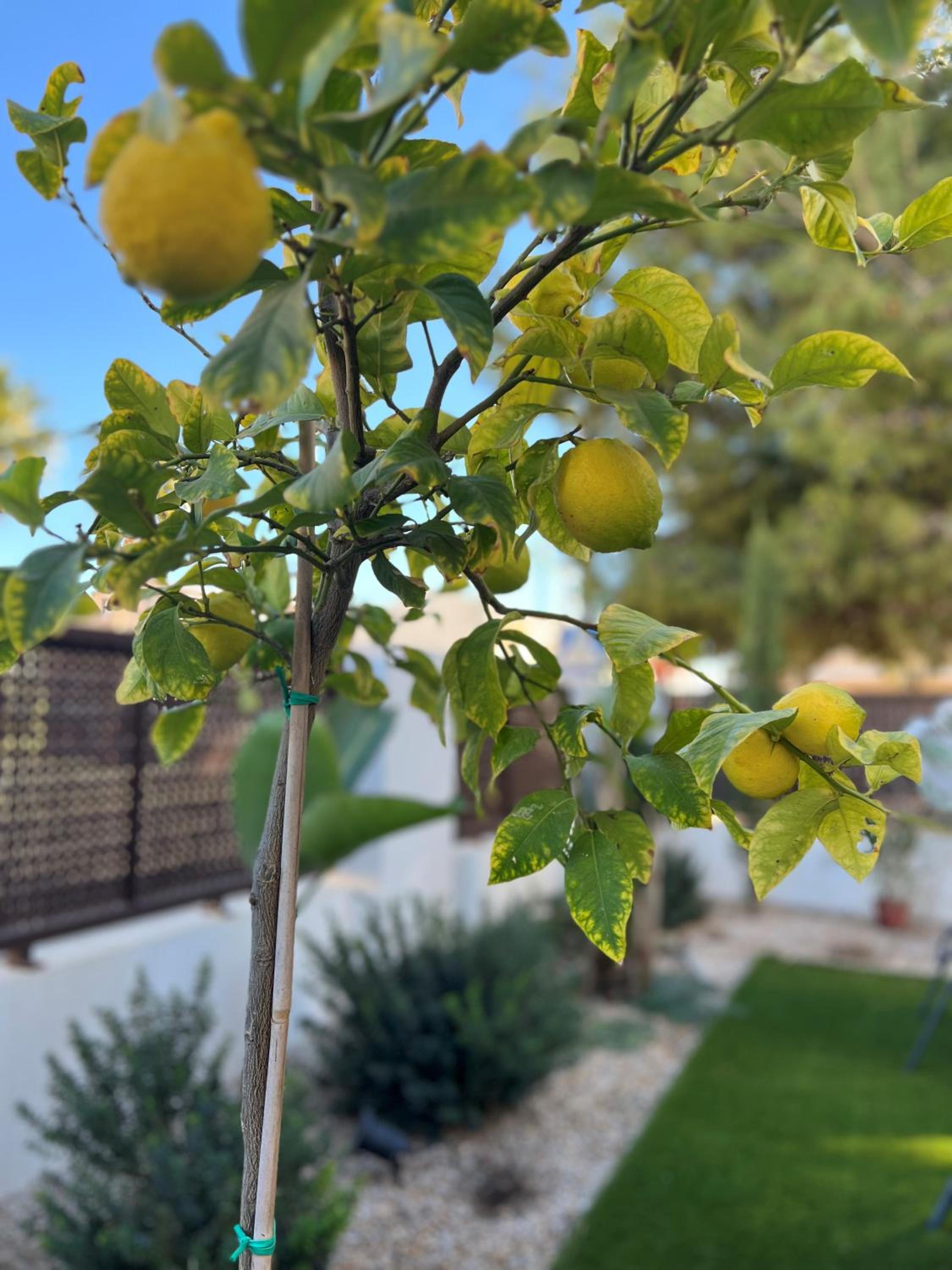 Apartment Lemon Tree