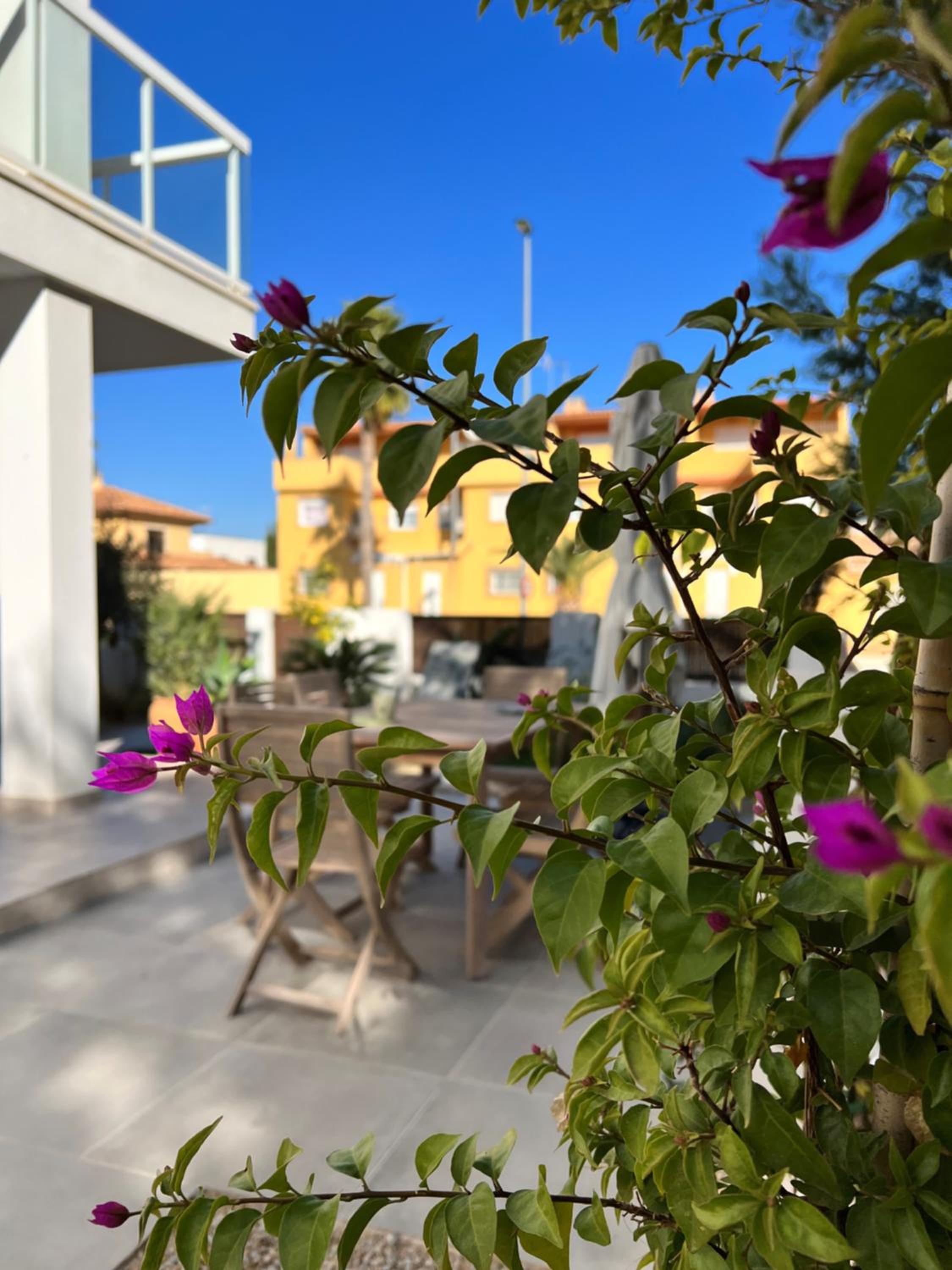 Apartment Lemon Tree
