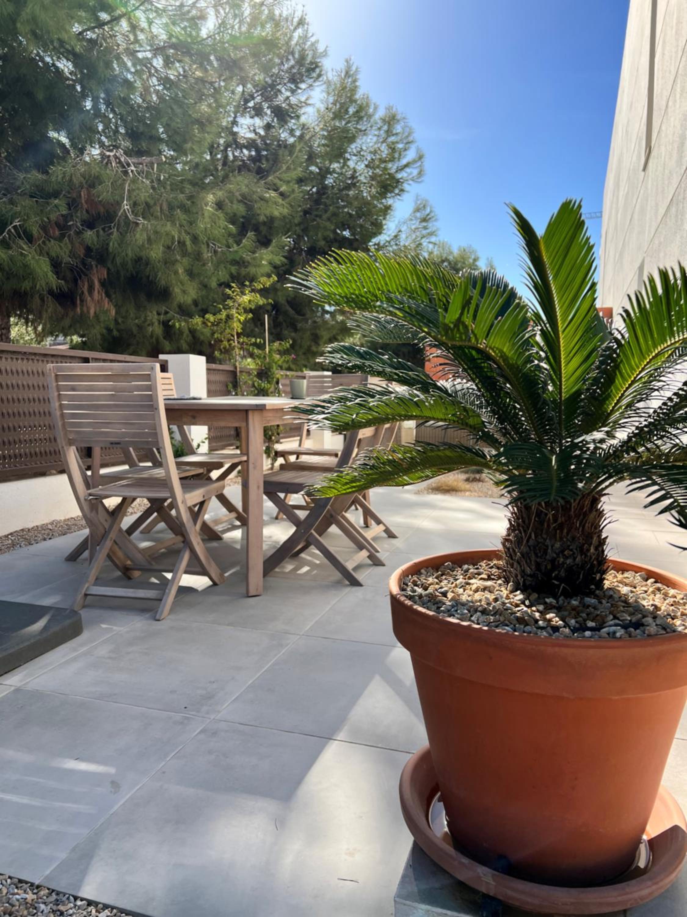 Apartment Lemon Tree