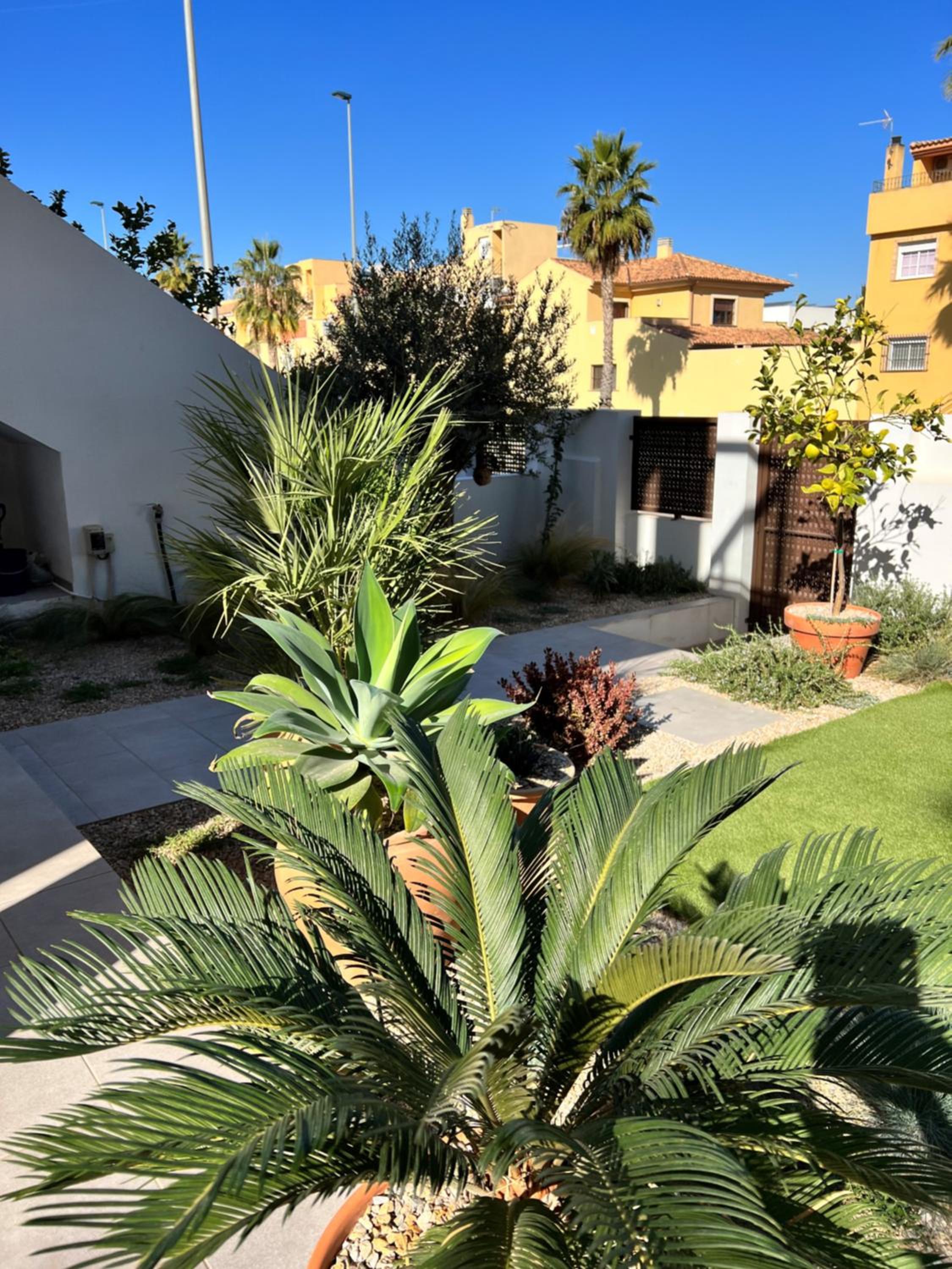 Apartment Lemon Tree