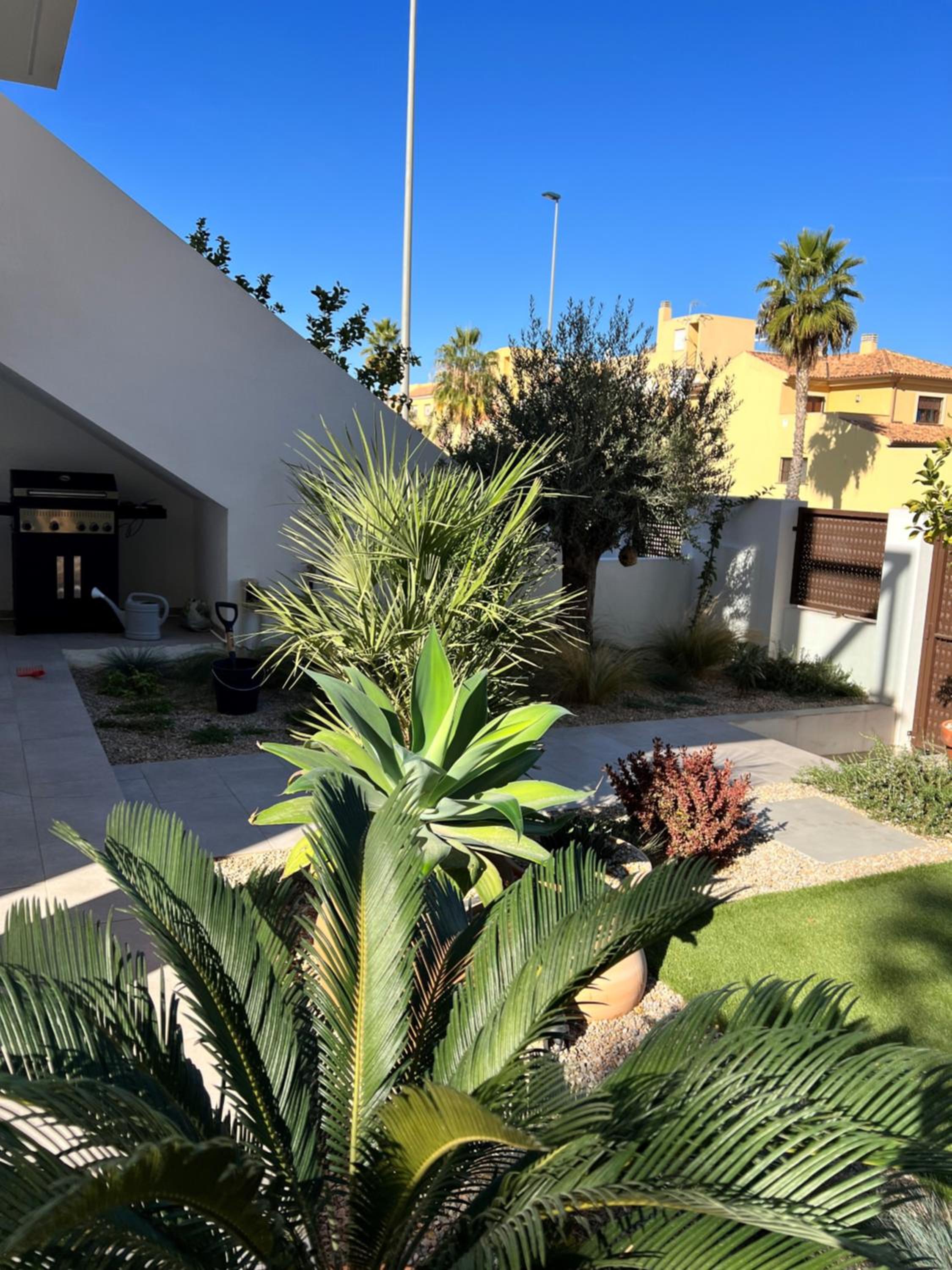 Apartment Lemon Tree