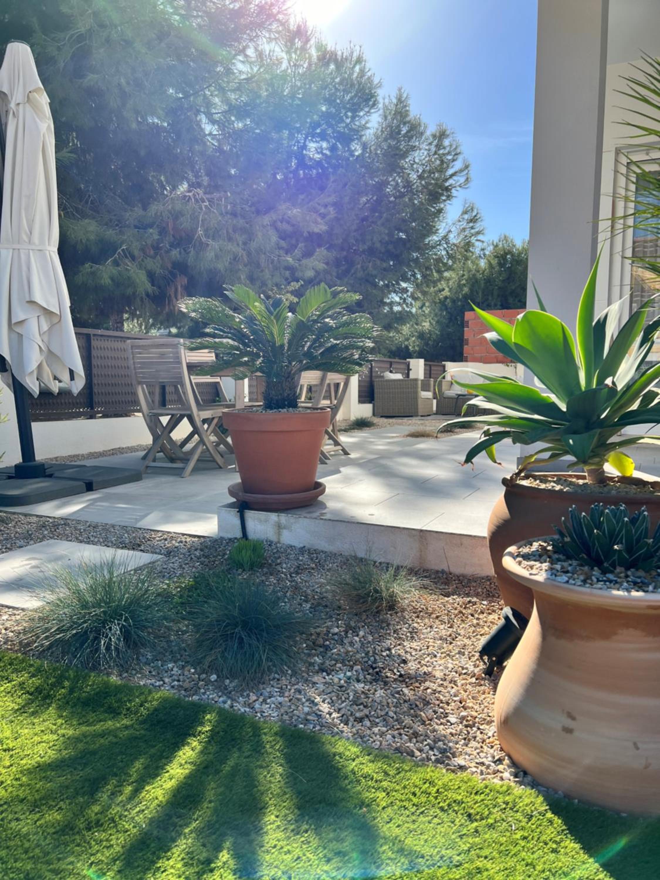 Apartment Lemon Tree