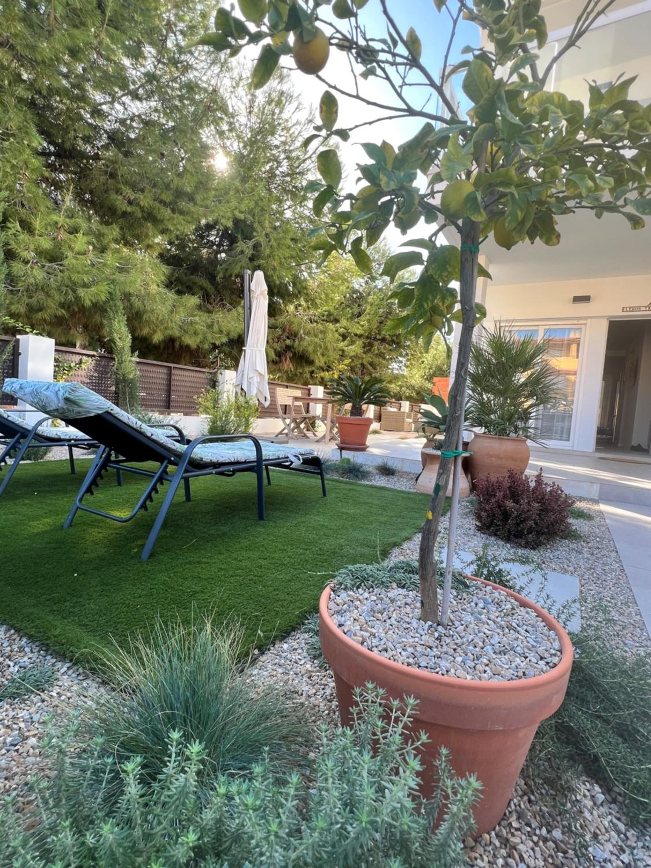 Apartment Lemon Tree