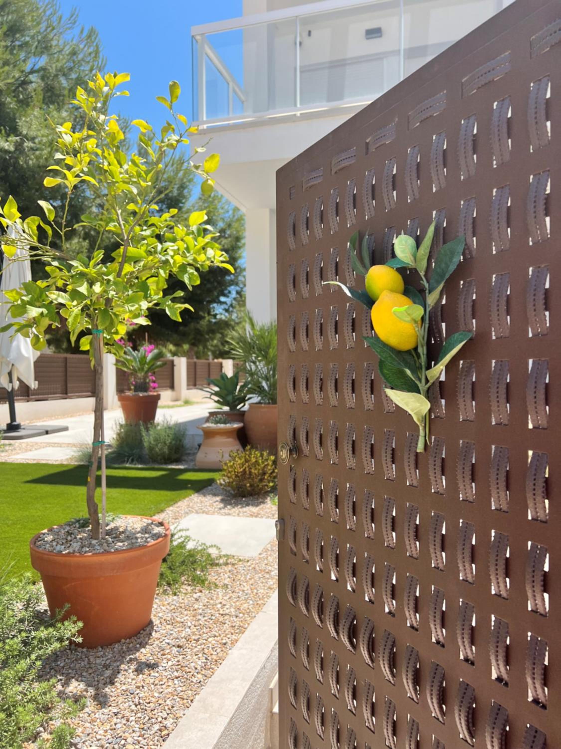 Apartment Lemon Tree