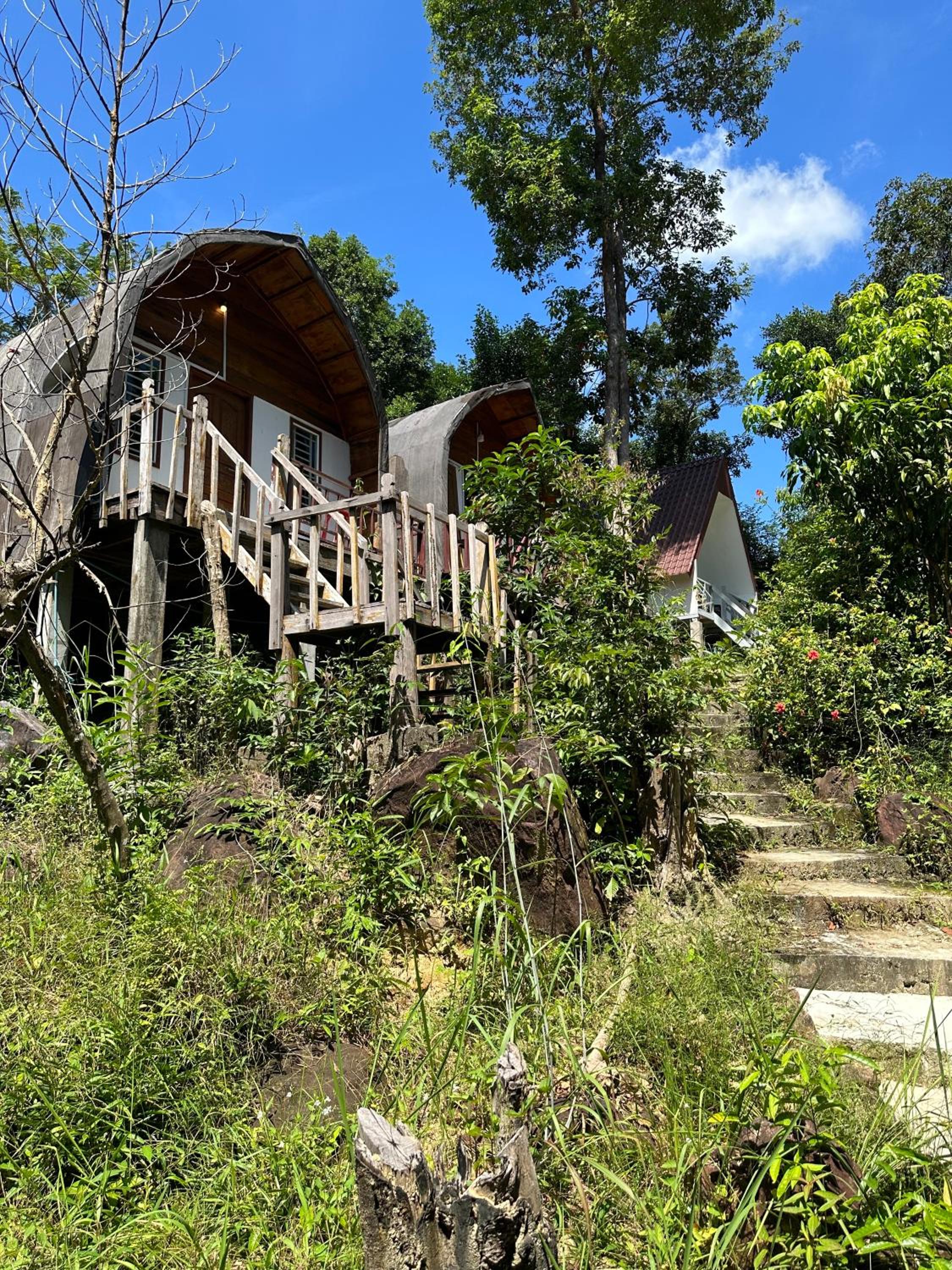 Nest Jungle