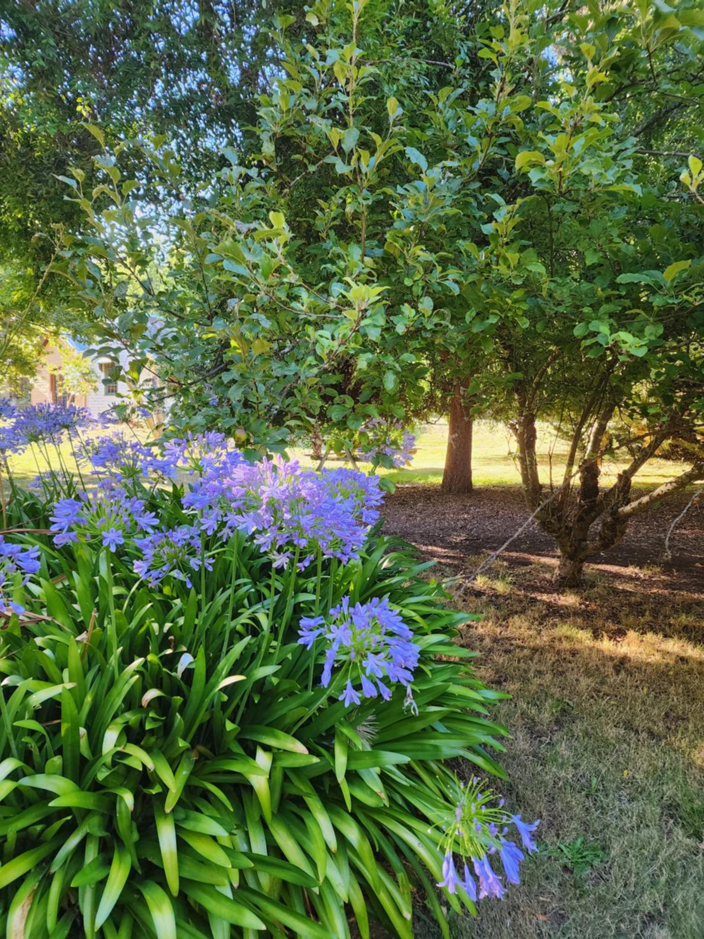 Daylesford - Frog Hollow Estate -THE COTTAGE - enjoy a relaxing and romantic night away in our gorgeous little one Bedroom ROMANTIC COTTAGE under the apple