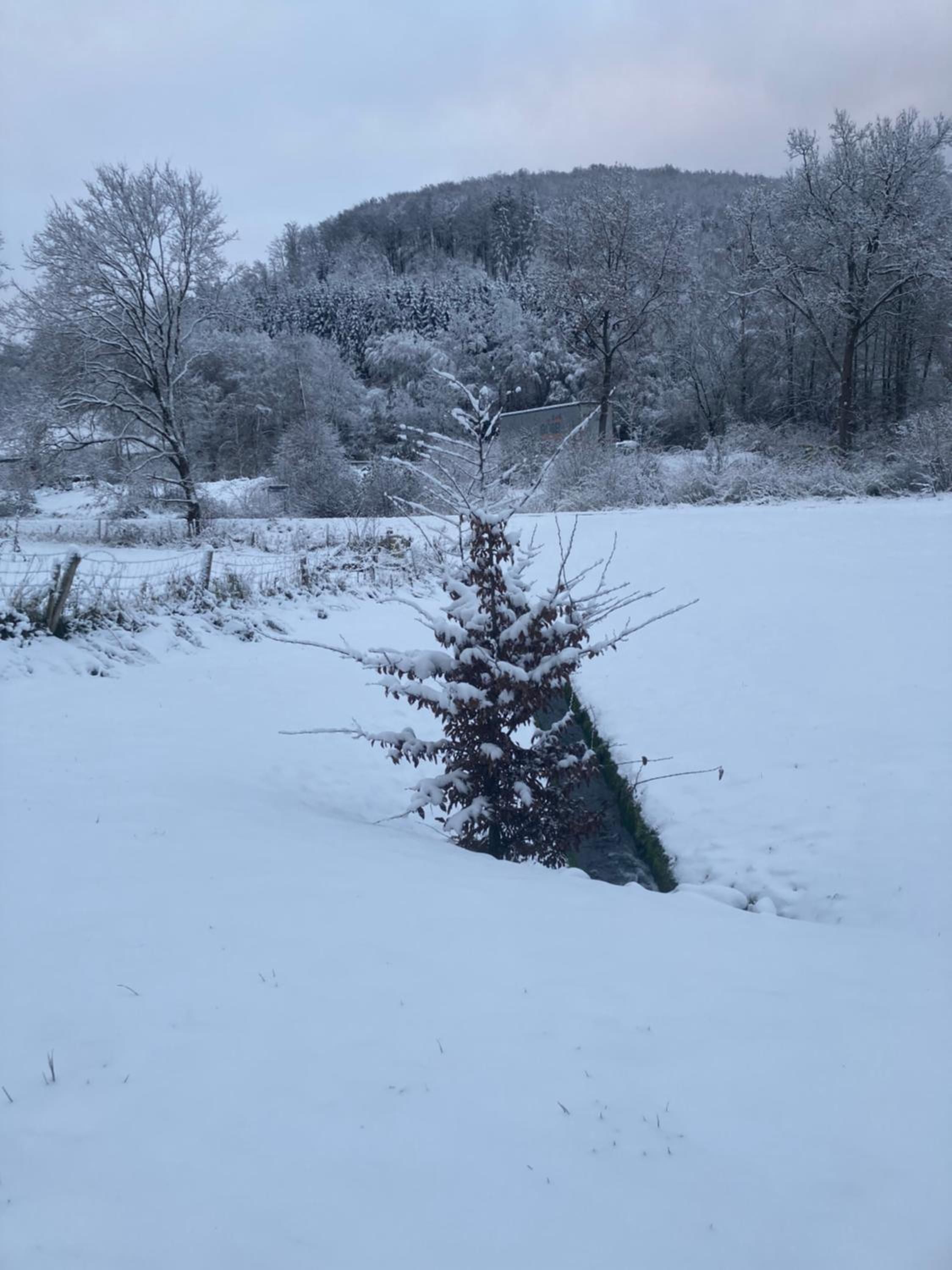 Nest Heiminghausen