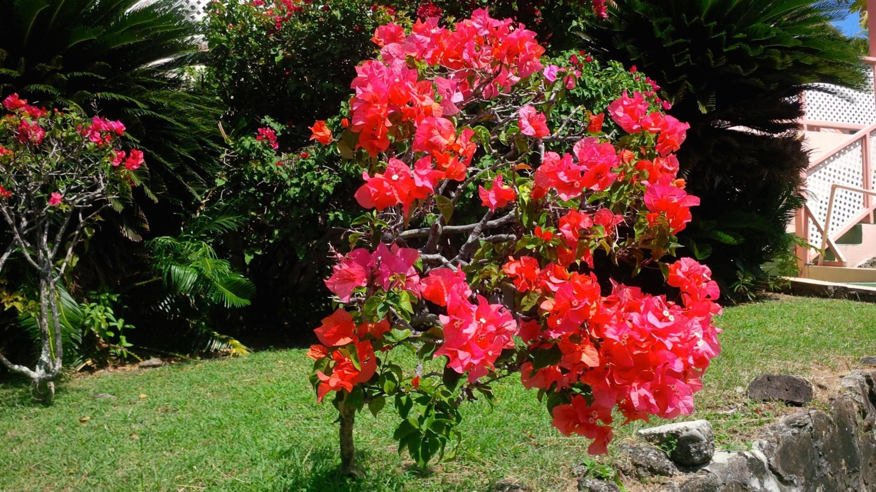 Bougainvillea Apartments