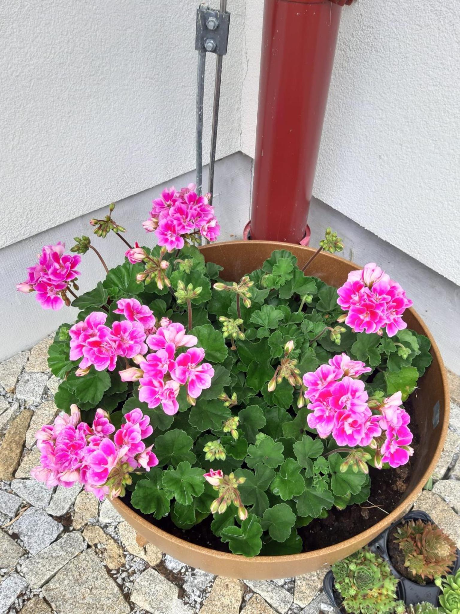 Apartmány Marie Albeř