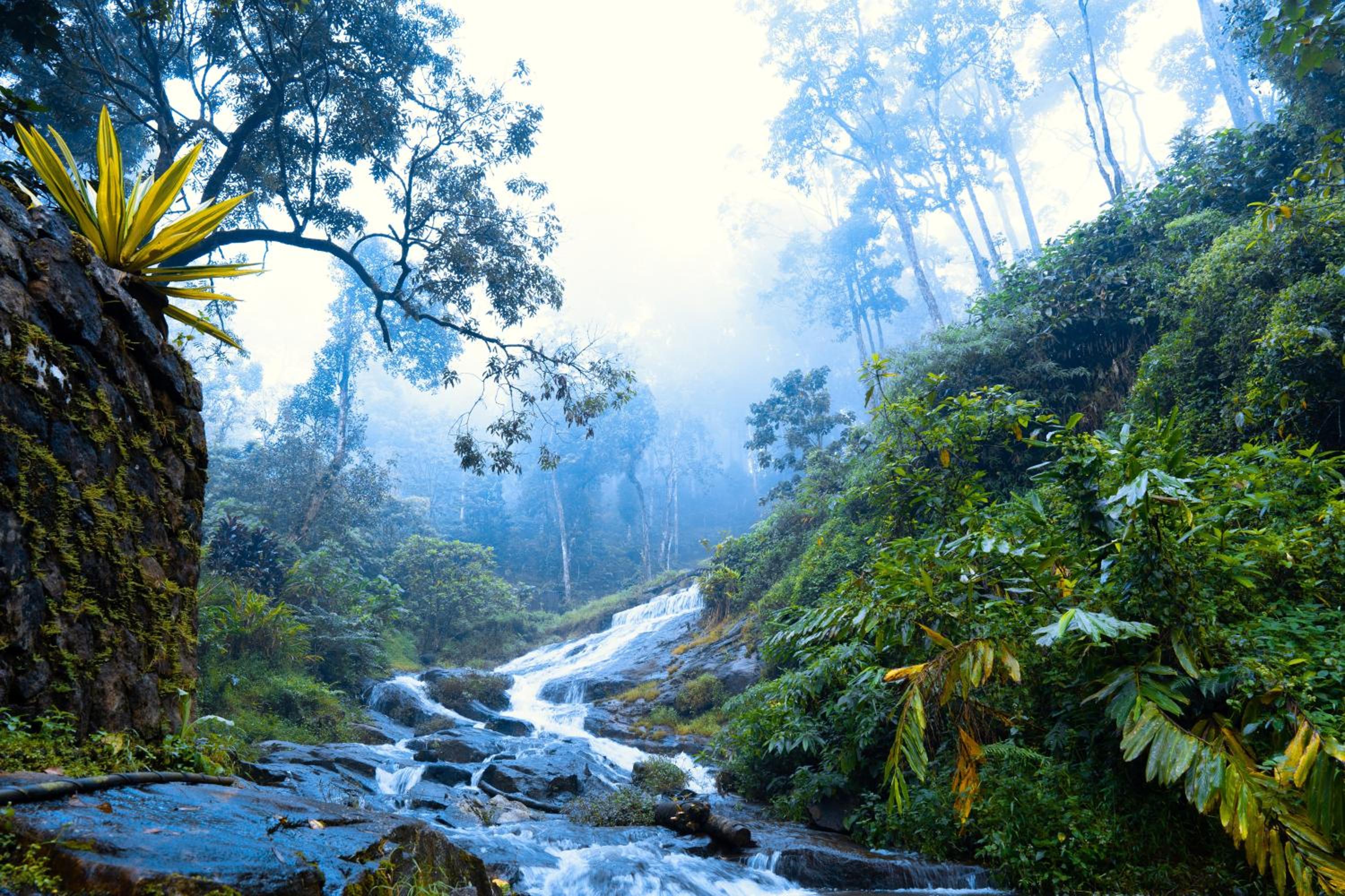 Munnar Vacations - Falling Waters Munnar - Property Image 10