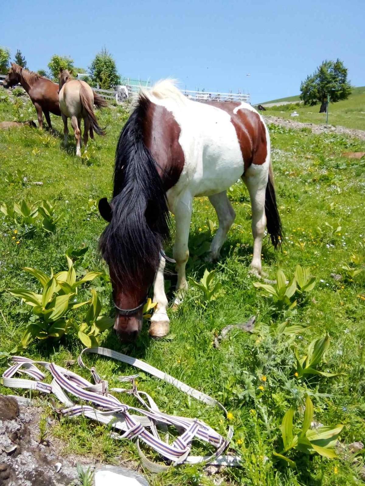 Eco Village Jasavic