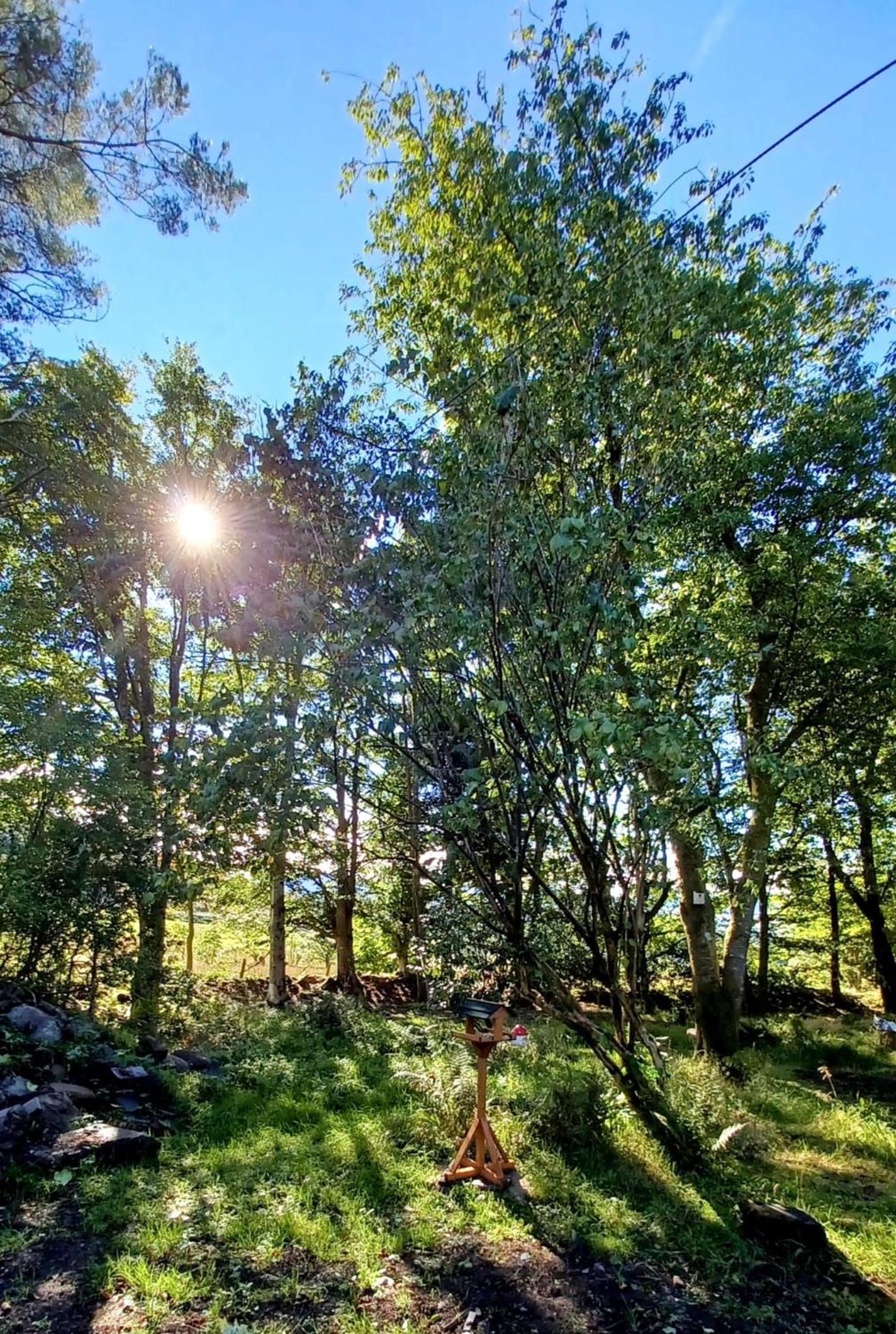Photo 41