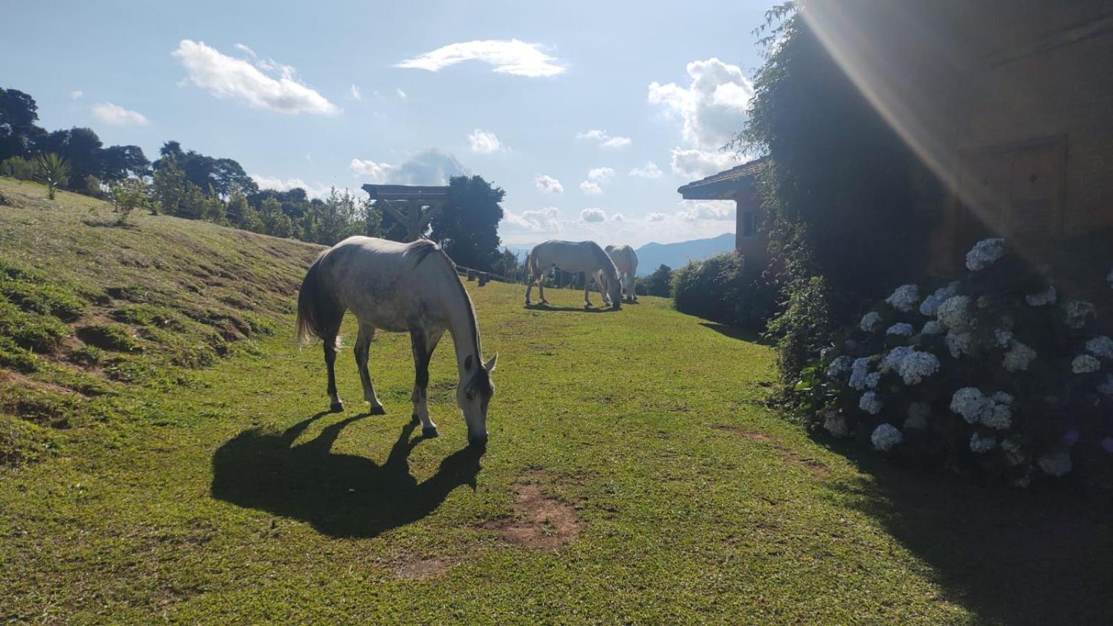 Montanha Home