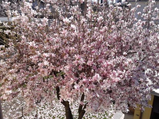Locazione Turistica La Magnolia