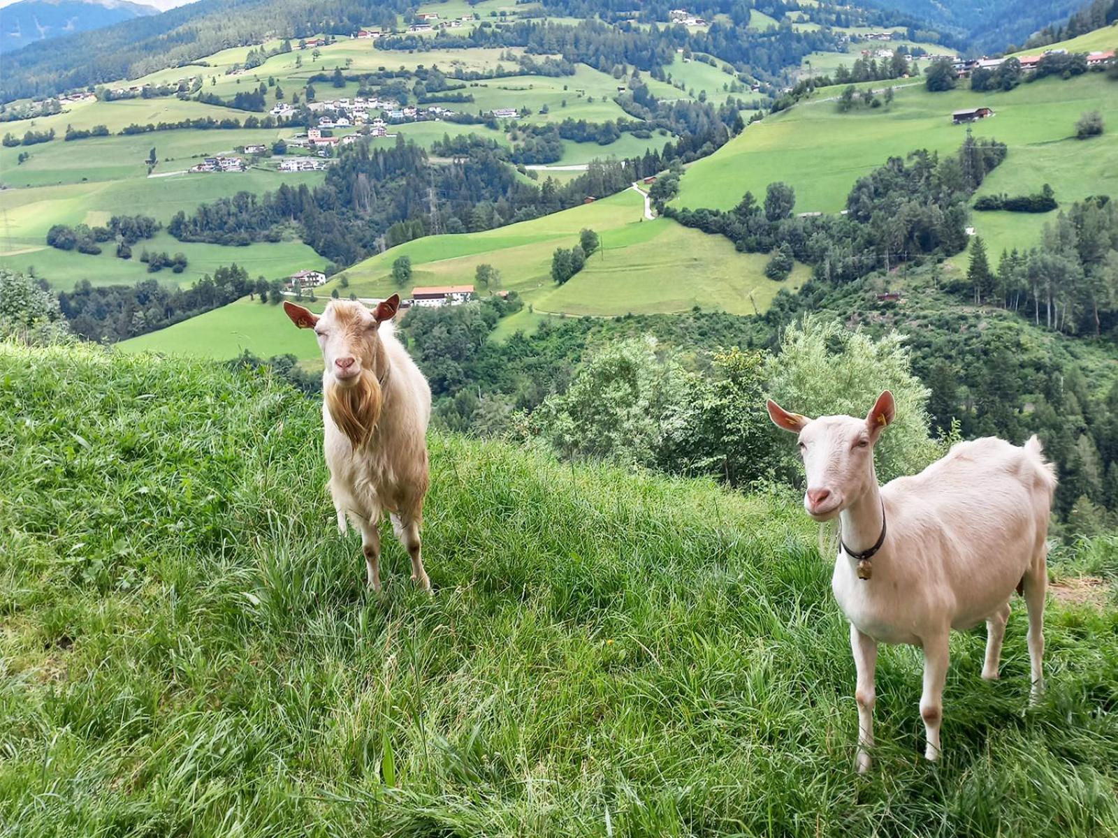 Ferien am Samerhof