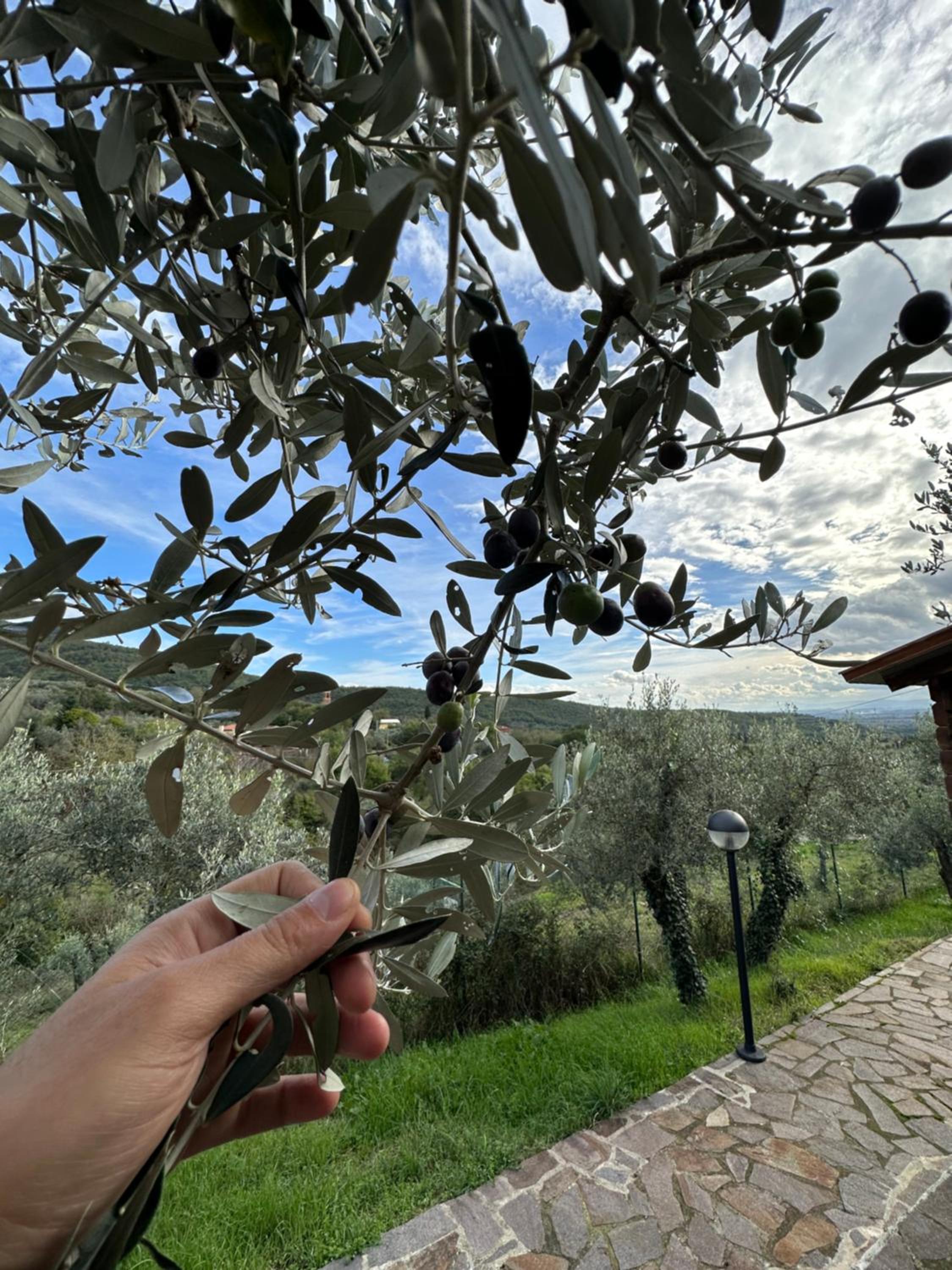 Casale degli ulivi view 5