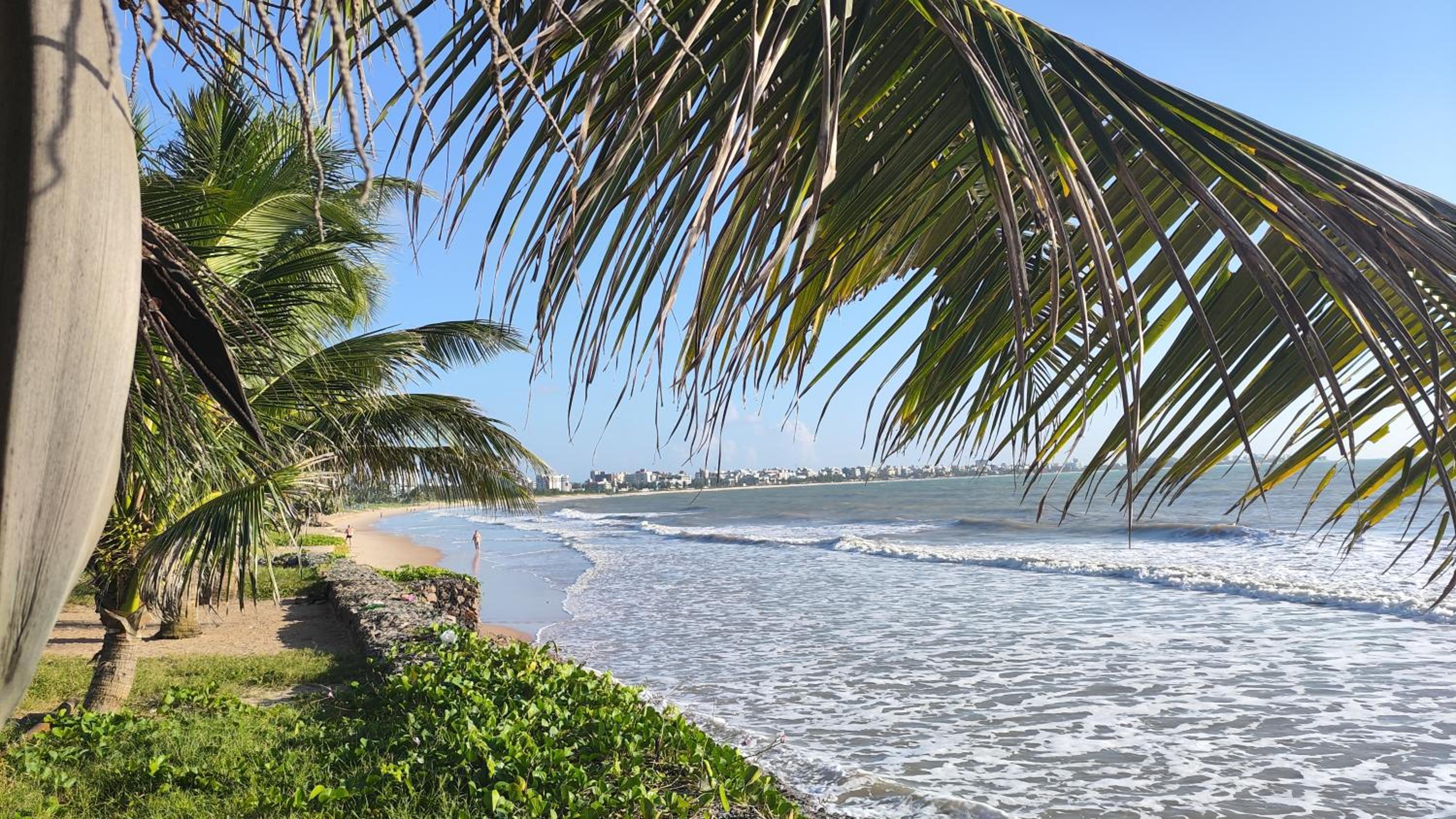 Flat Tropical Caribessa
