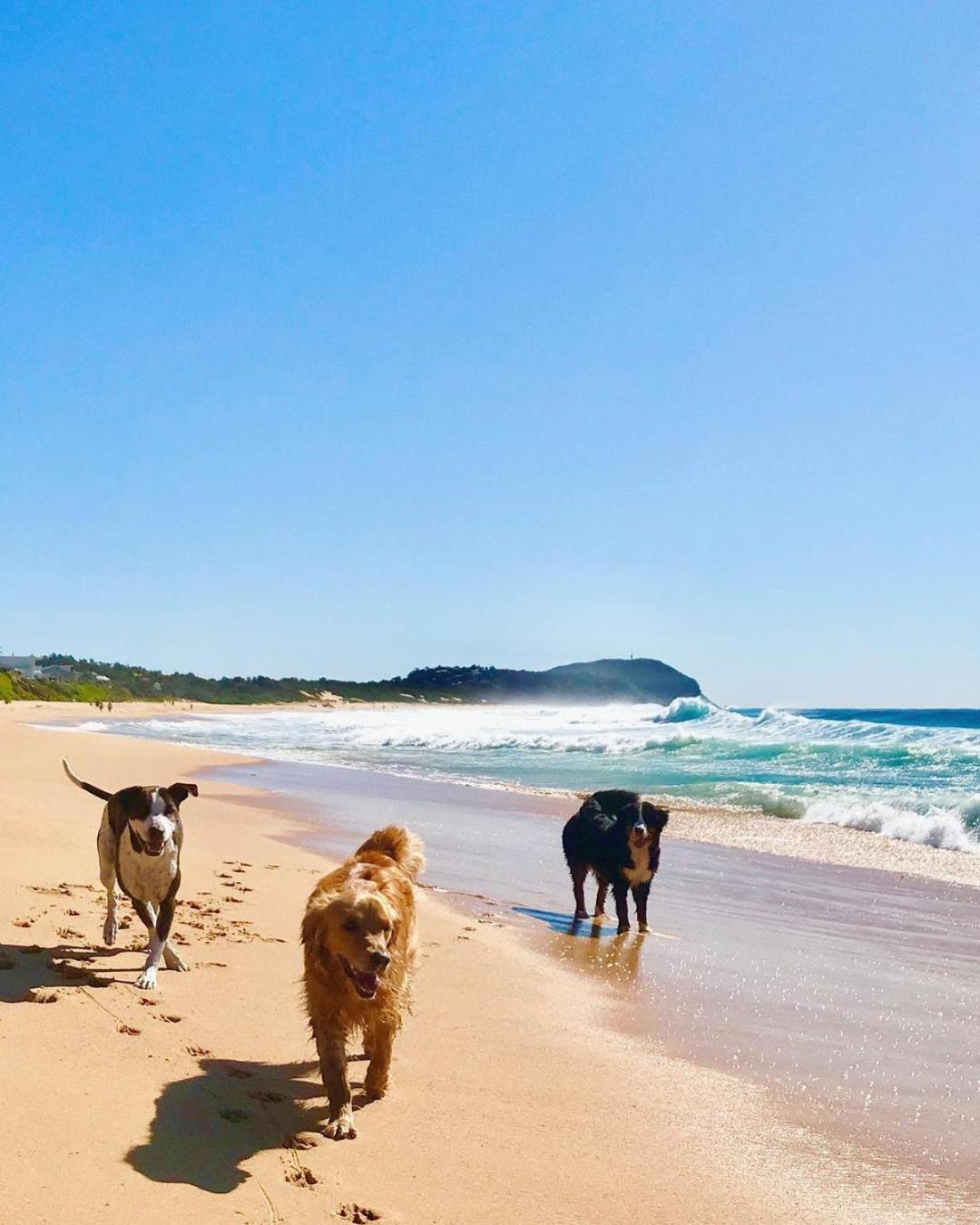 Surf Shack in Iconic Rainbow Bay - Coolangatta QLD (pet friendly)