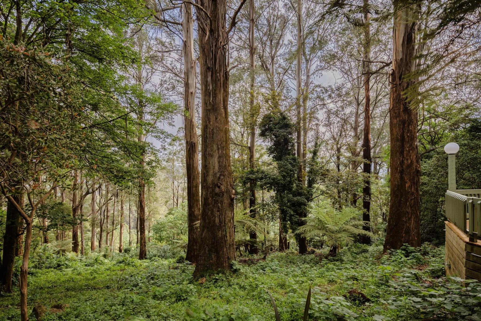Modern Seednest Treehouse, Forest & Mountain View