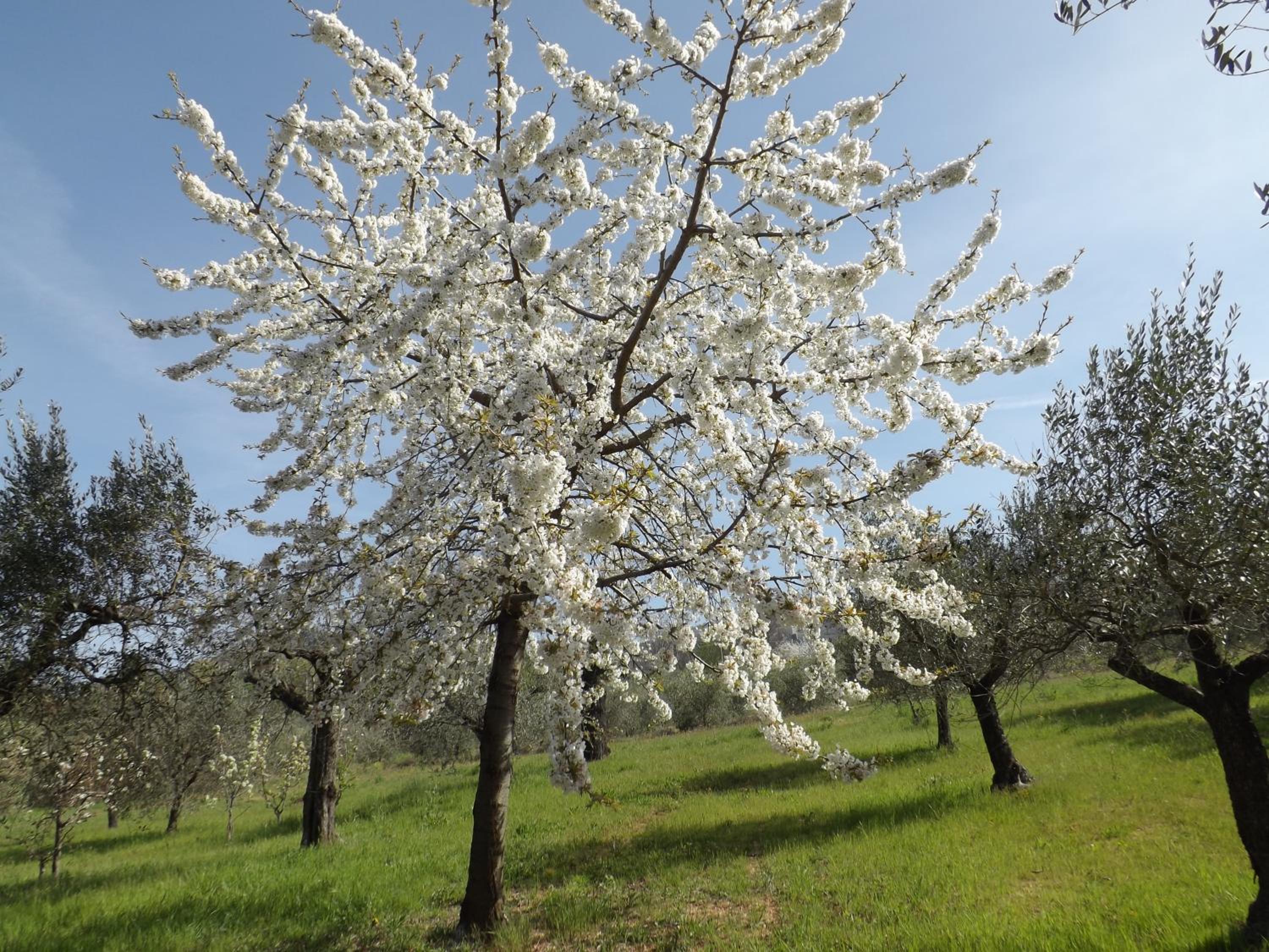 B&B Il Pizzagiallo