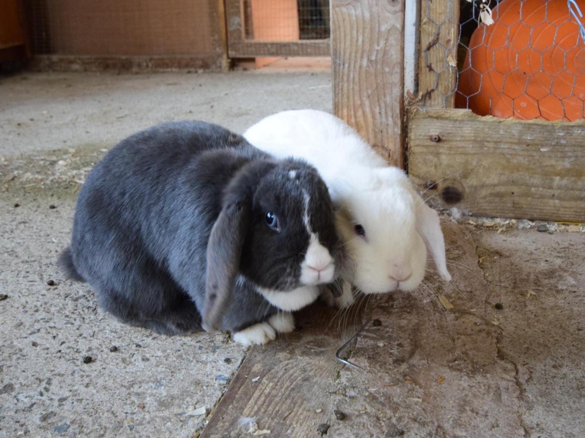 Photo 20