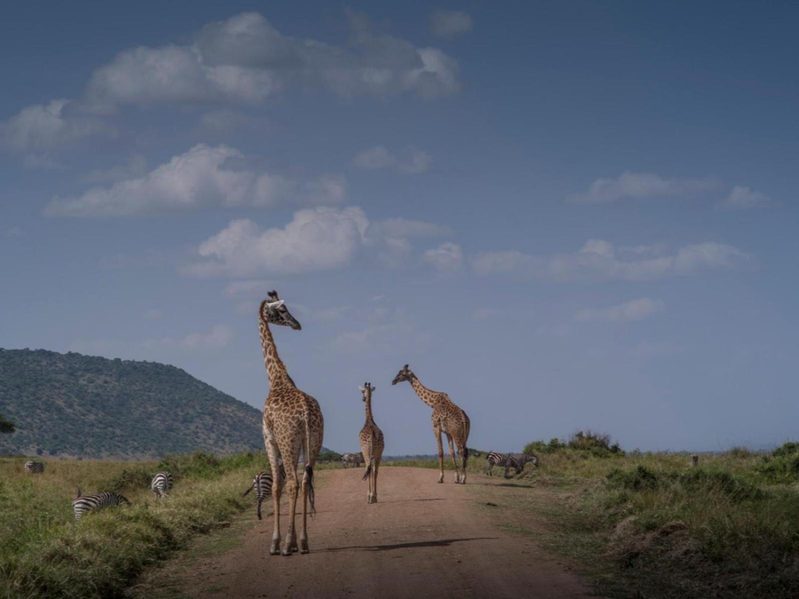 Kilima Camp - Safari in Masai Mara view 2