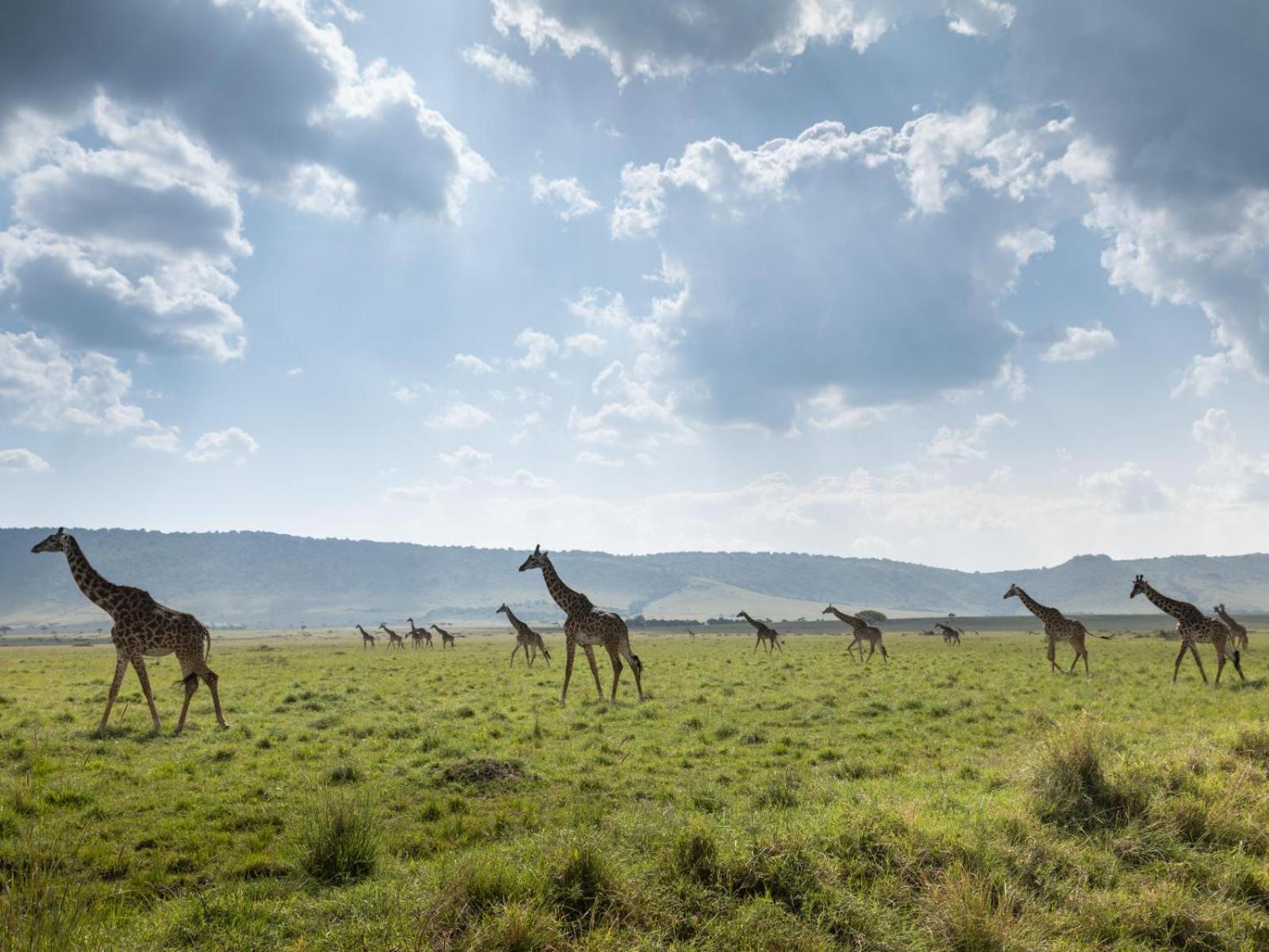 Kilima Camp - Safari in Masai Mara view 5
