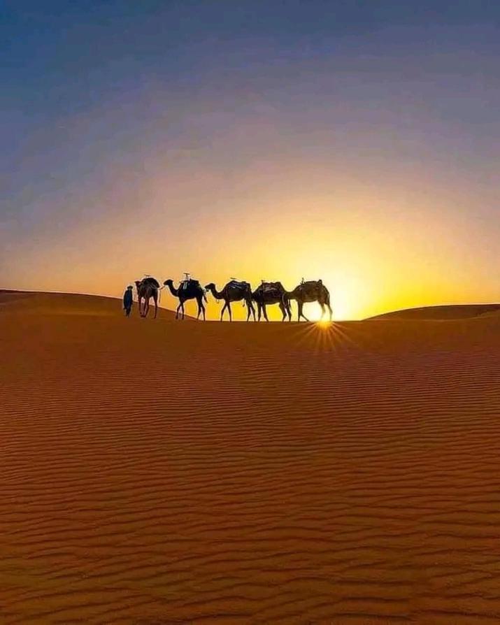 Sahara Camp Light view 3