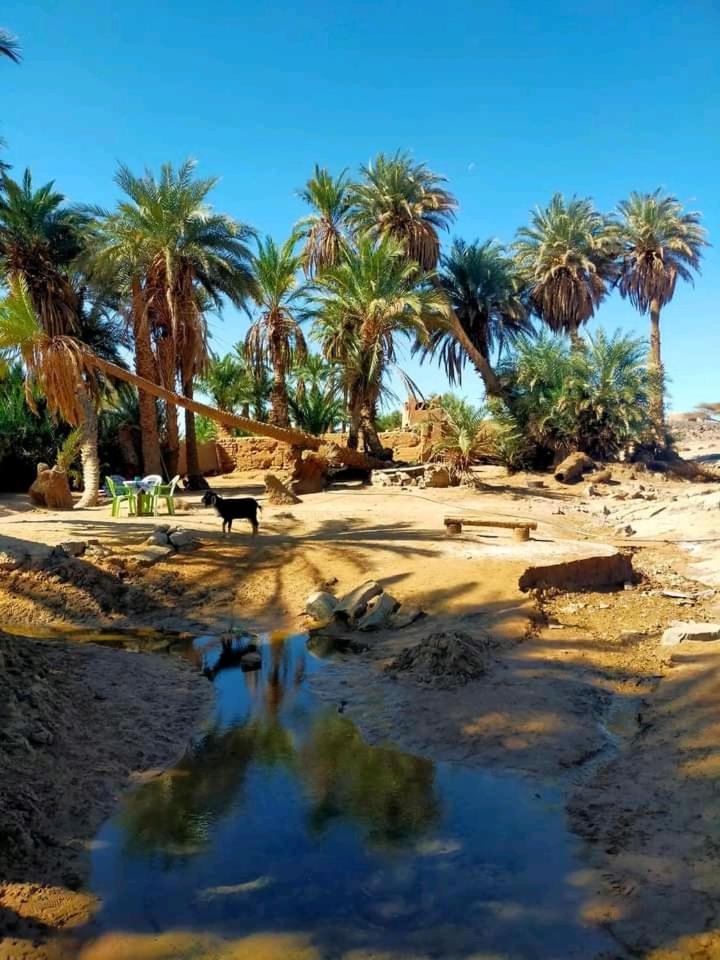 Sahara Camp Light view 4