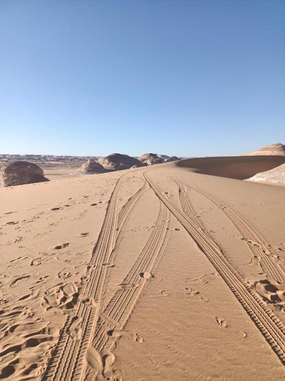 safari desert