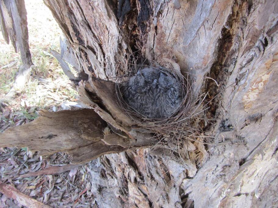 Kestrel Nest EcoHut
