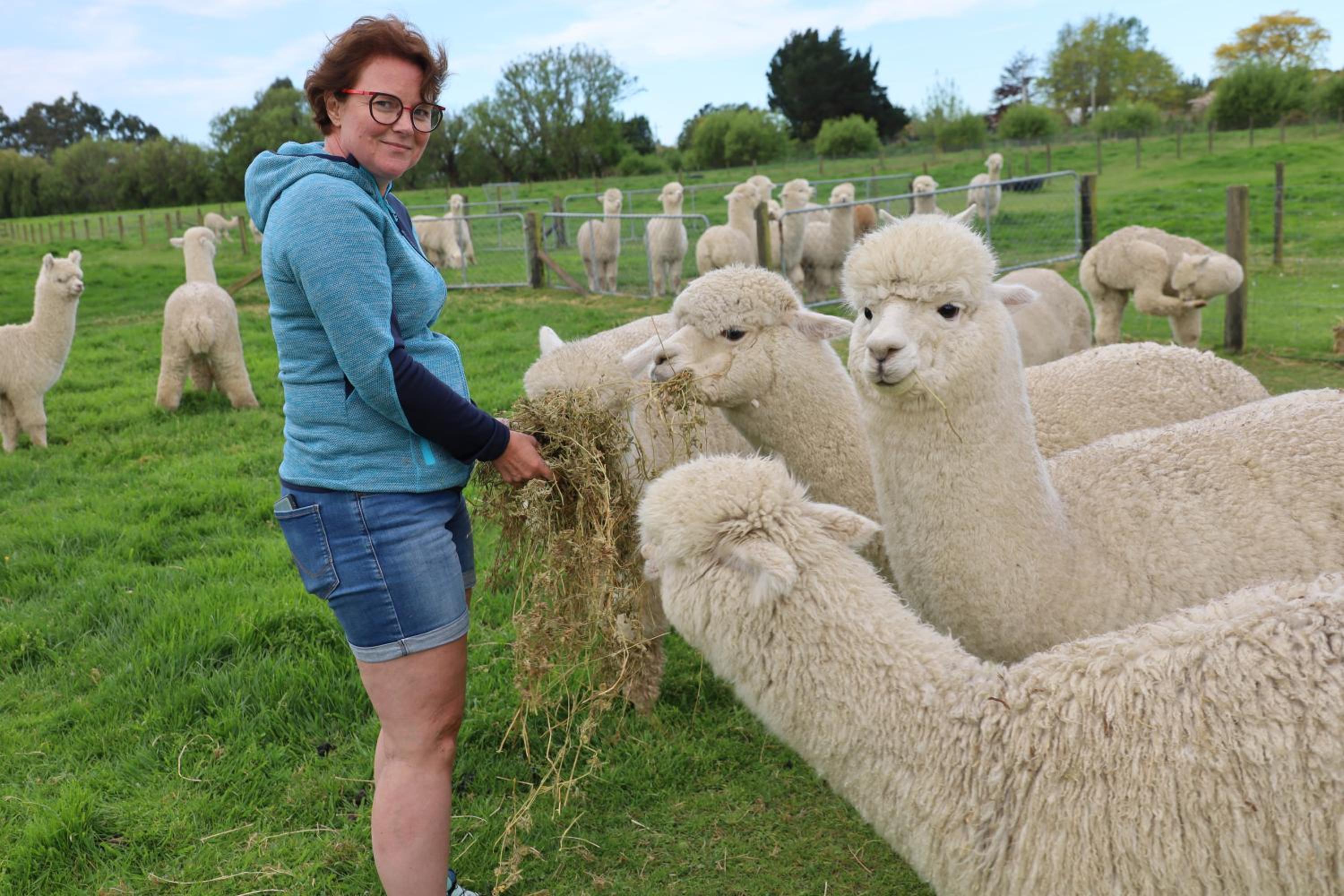 Silverstream Alpaca Farmstay & Tour