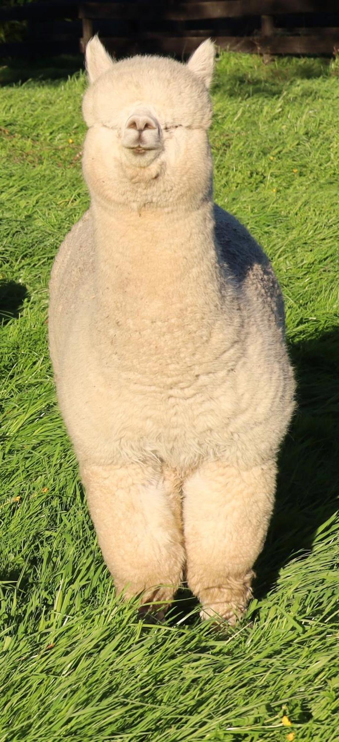 Silverstream Alpaca Farmstay & Tour