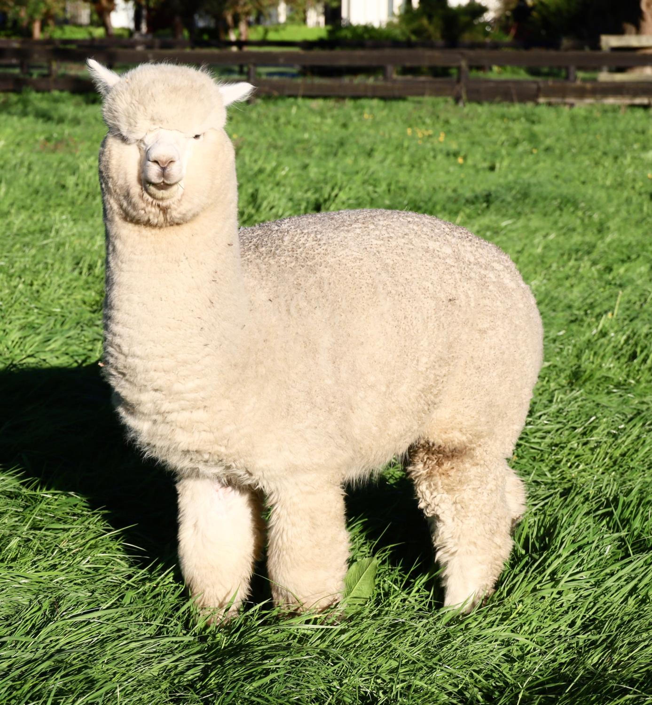 Silverstream Alpaca Farmstay & Tour