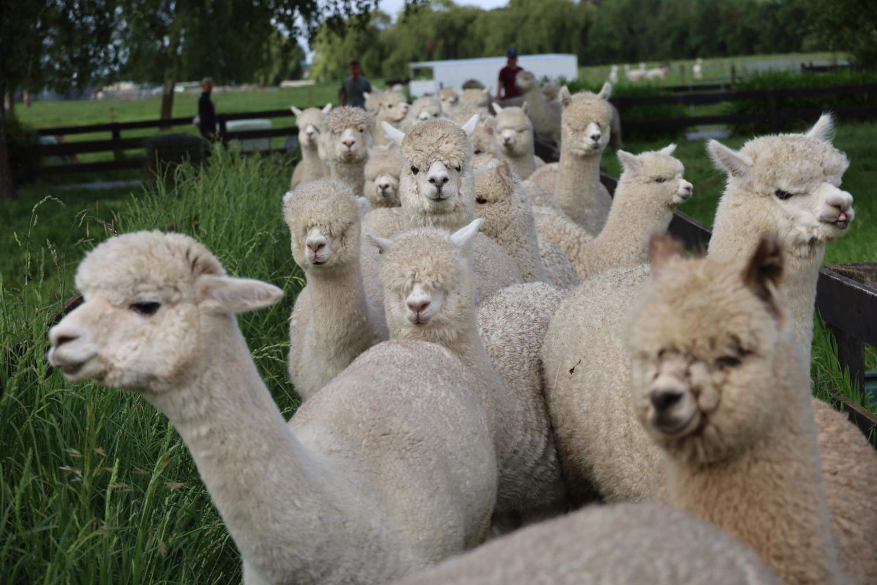 Silverstream Alpaca Farmstay & Tour