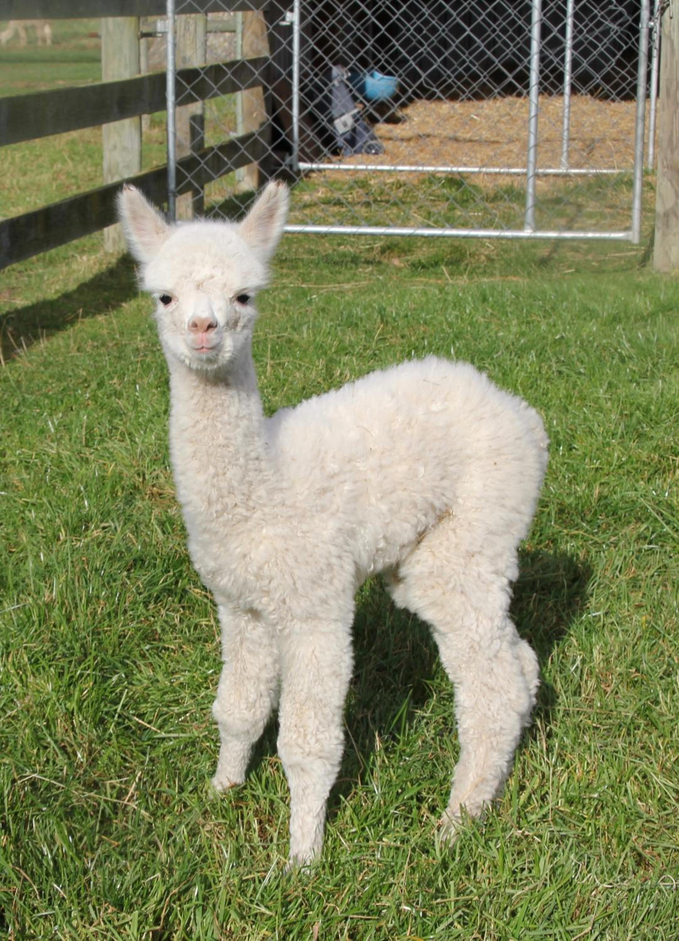 Silverstream Alpaca Farmstay & Tour