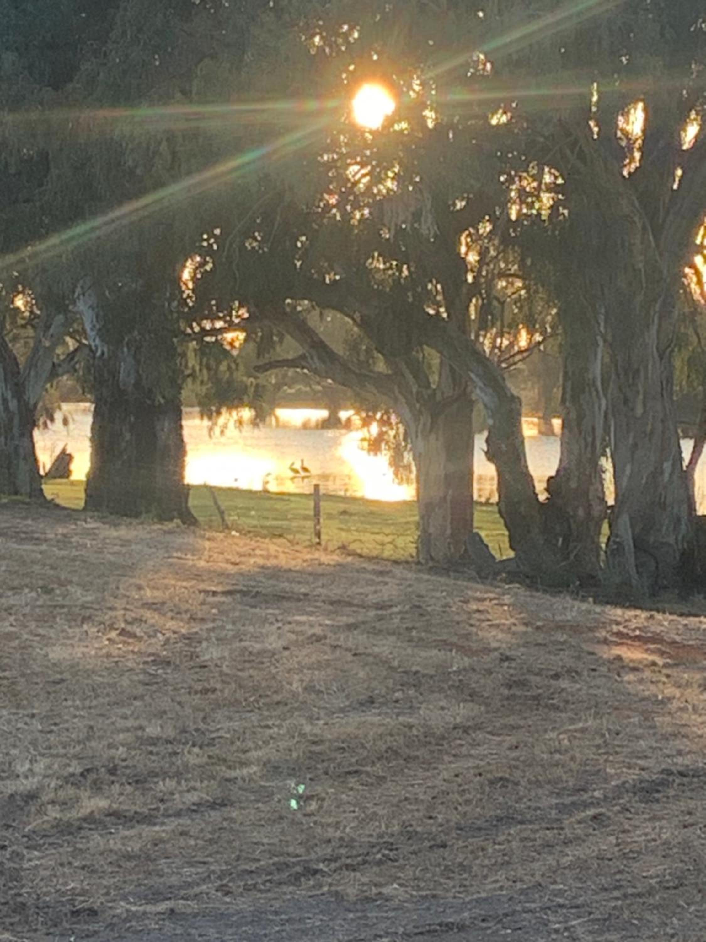 Pelicans on the Darling