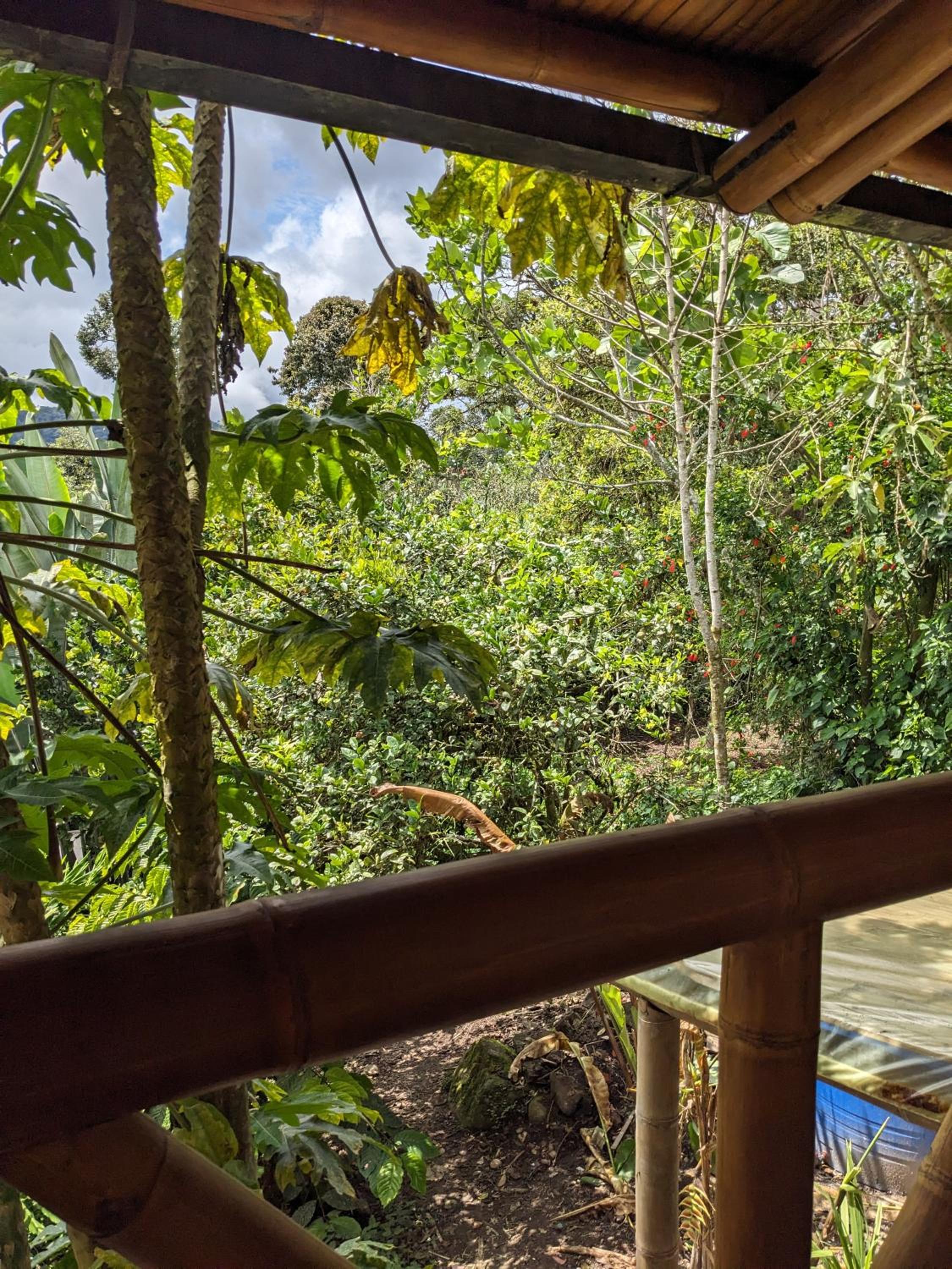 GOLDEN TREE MINDO ECO-LODGE