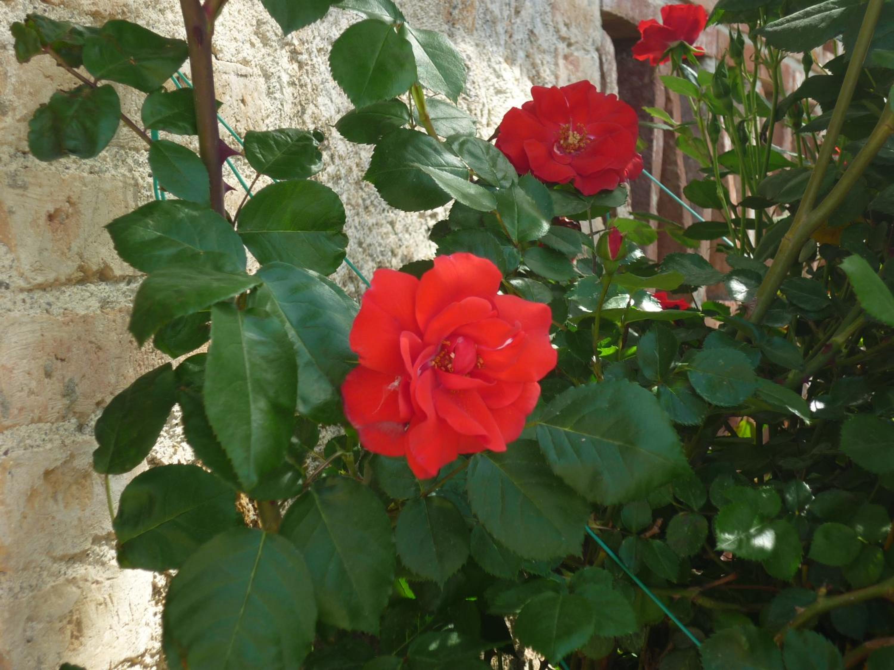 Fattoria Agriturismo Nerbona