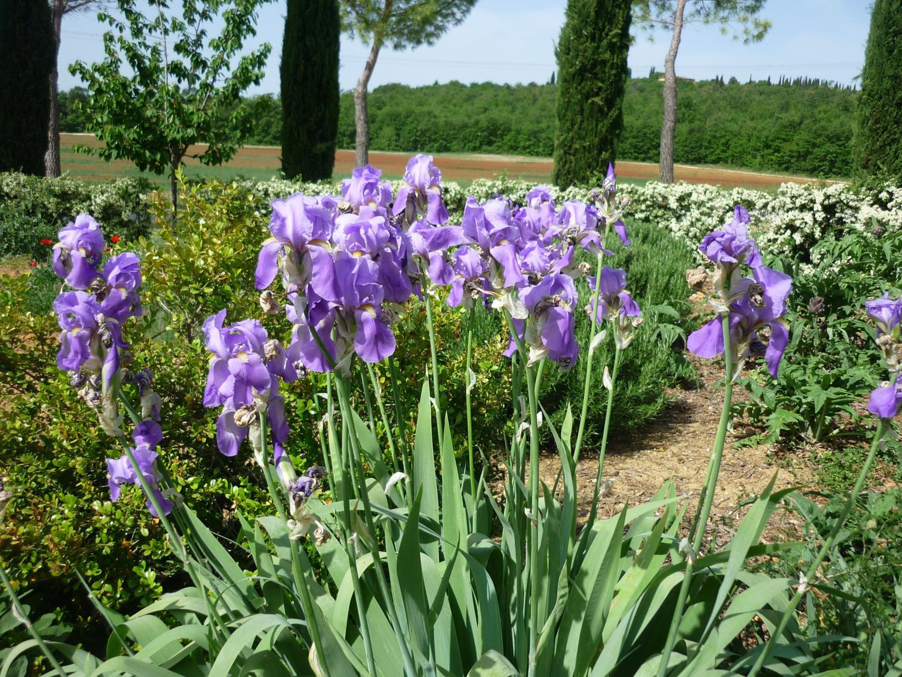 Fattoria Agriturismo Nerbona