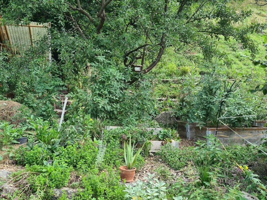 Naturoase Säntisblick-Auszeit am Wald und Bach