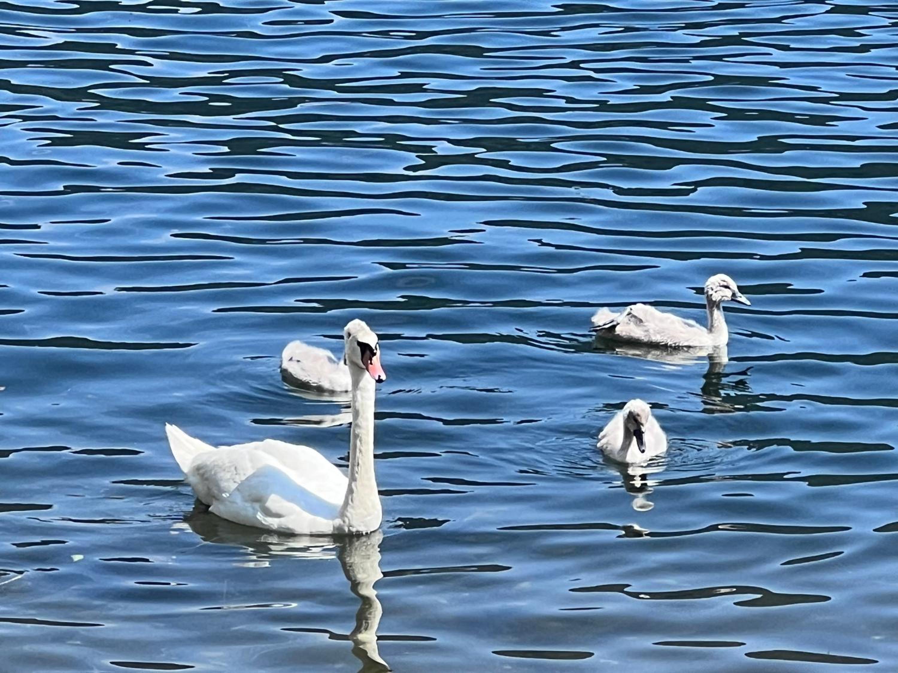Ferienwohnung mit Seeblick - Ossiacher See Gerlitzen