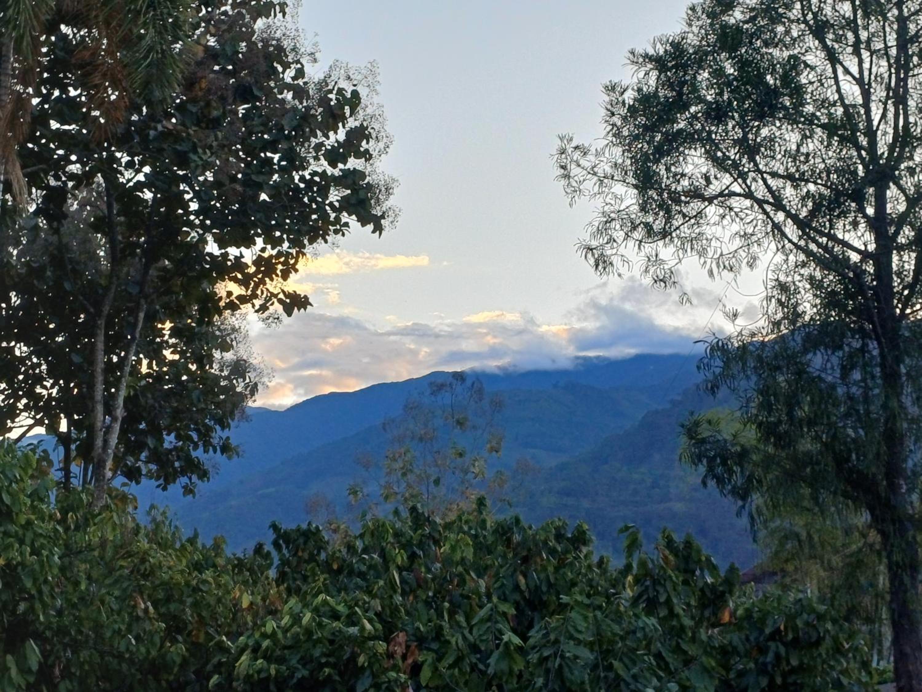 El Cacaotal Finca Faura #5 3H view 4
