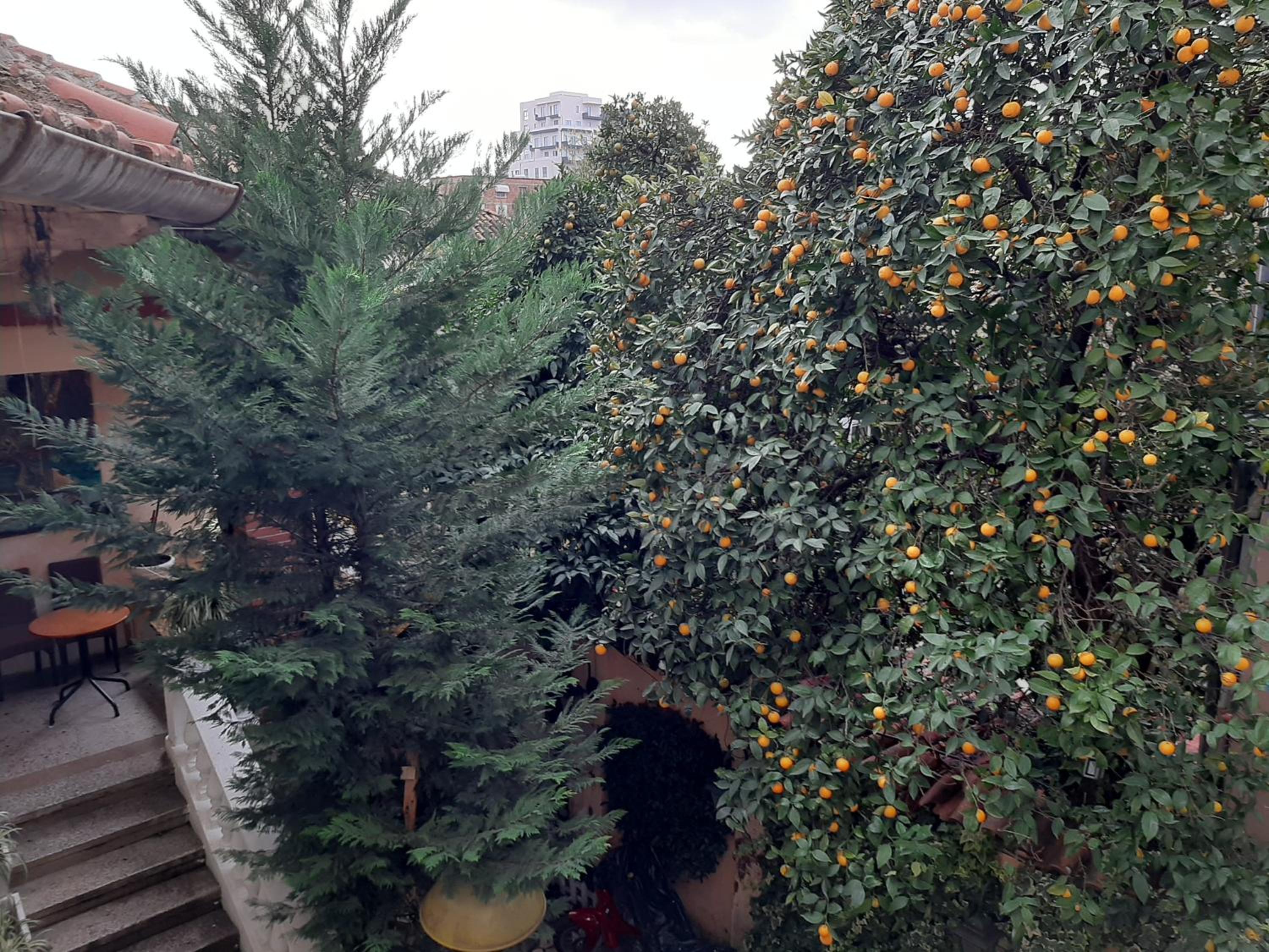 Enki's Garden