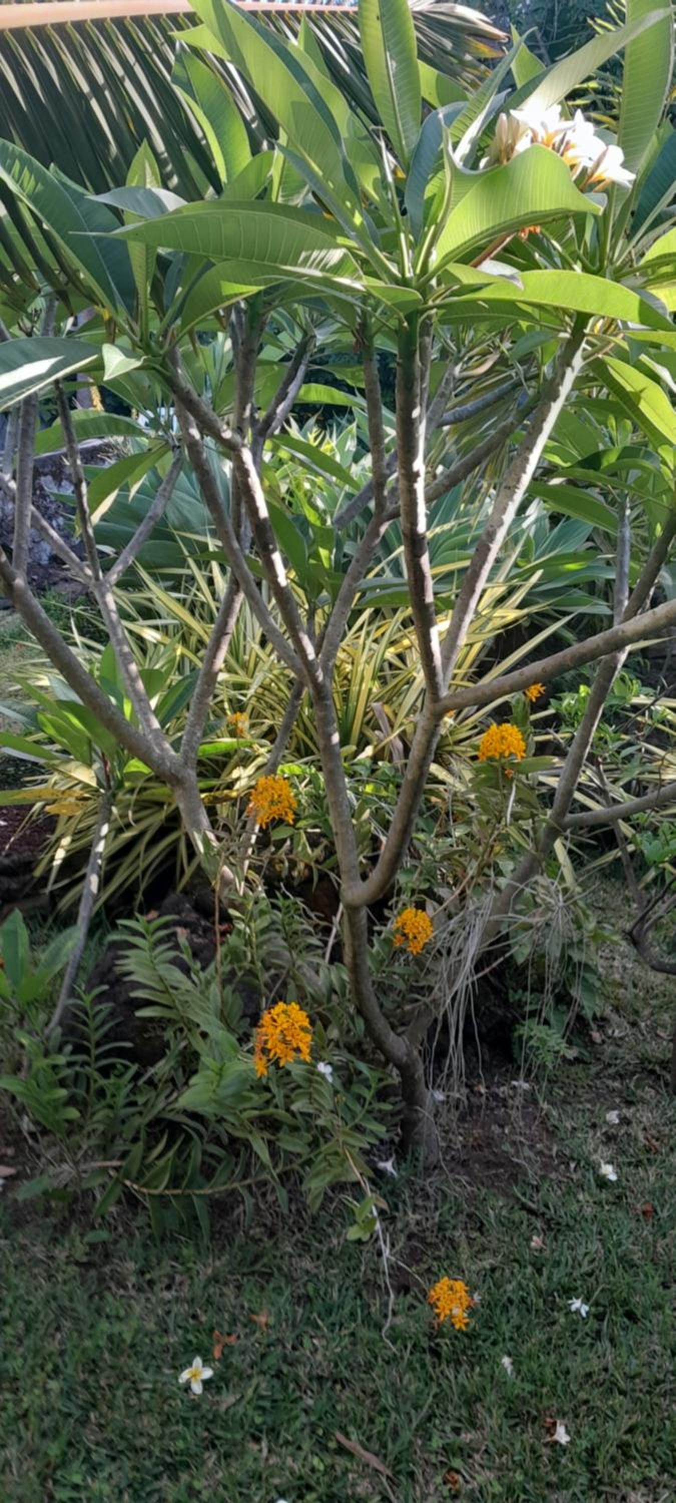 Photo 42