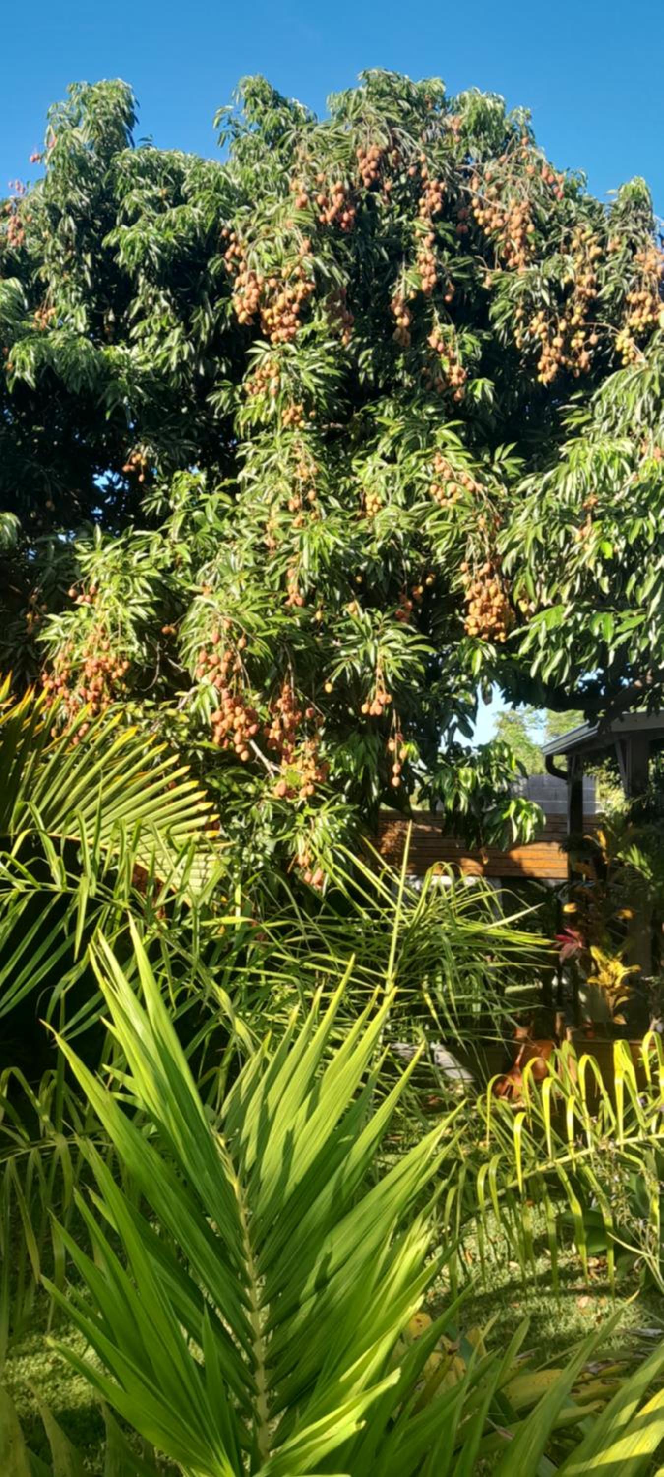 Photo 43