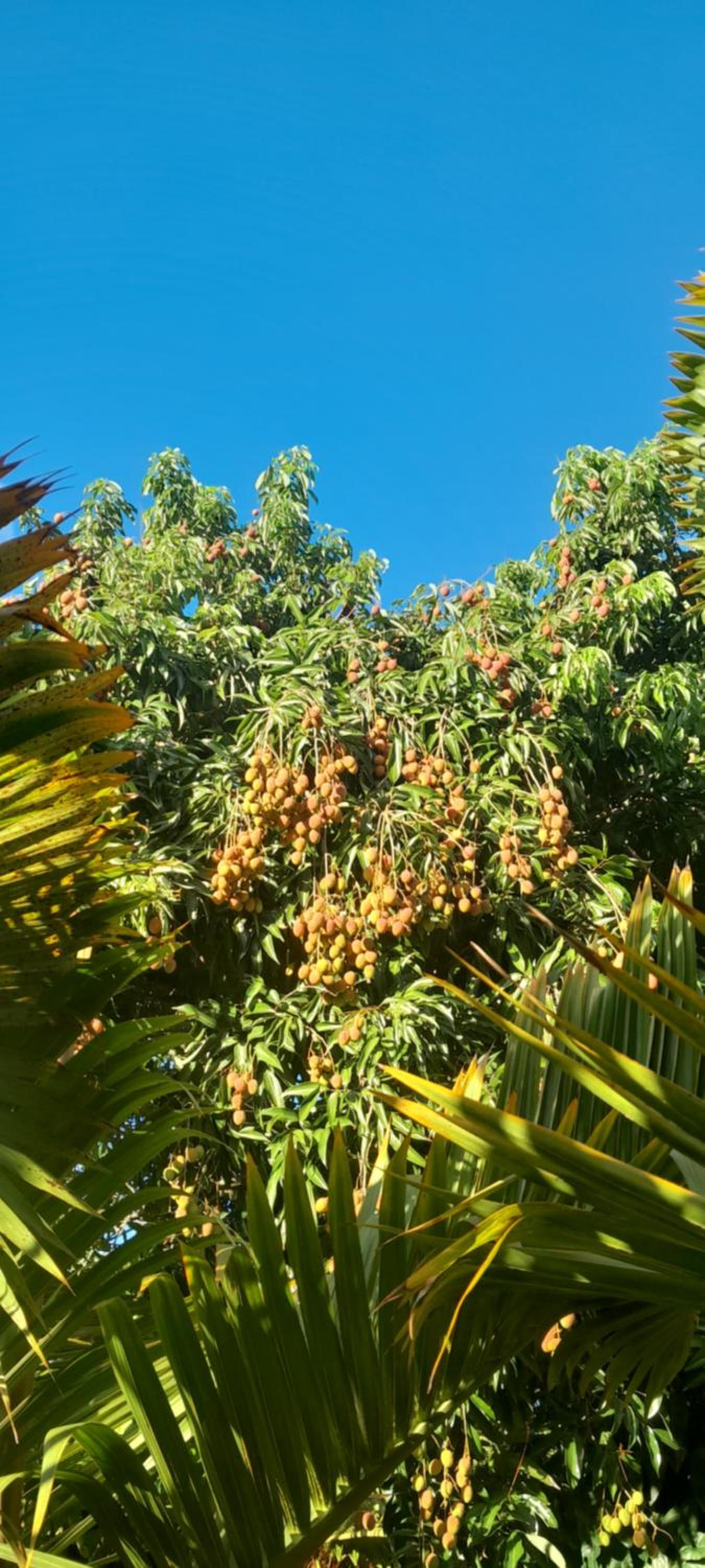 Photo 45