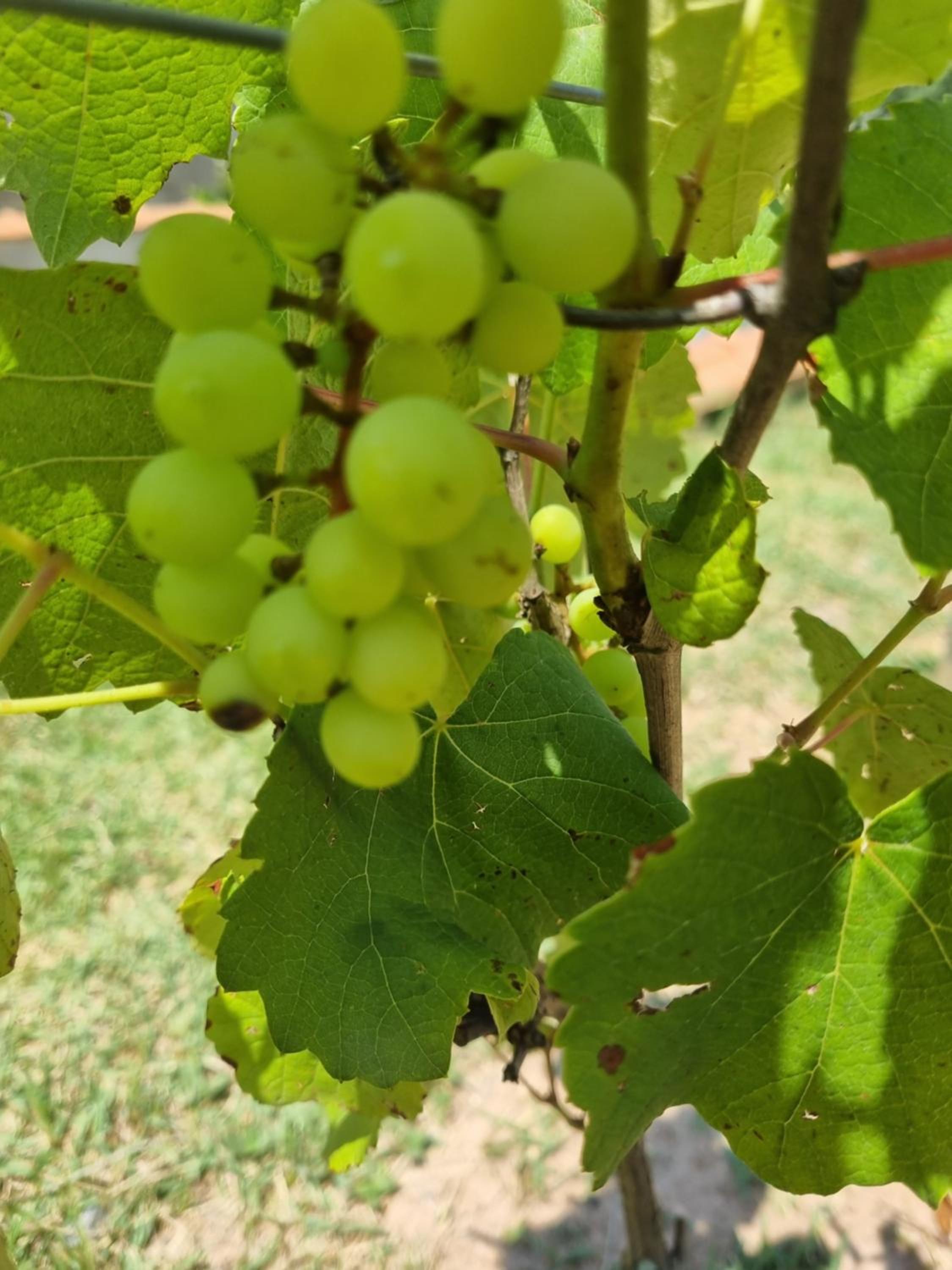 Recanto Videira Rota do Vinho